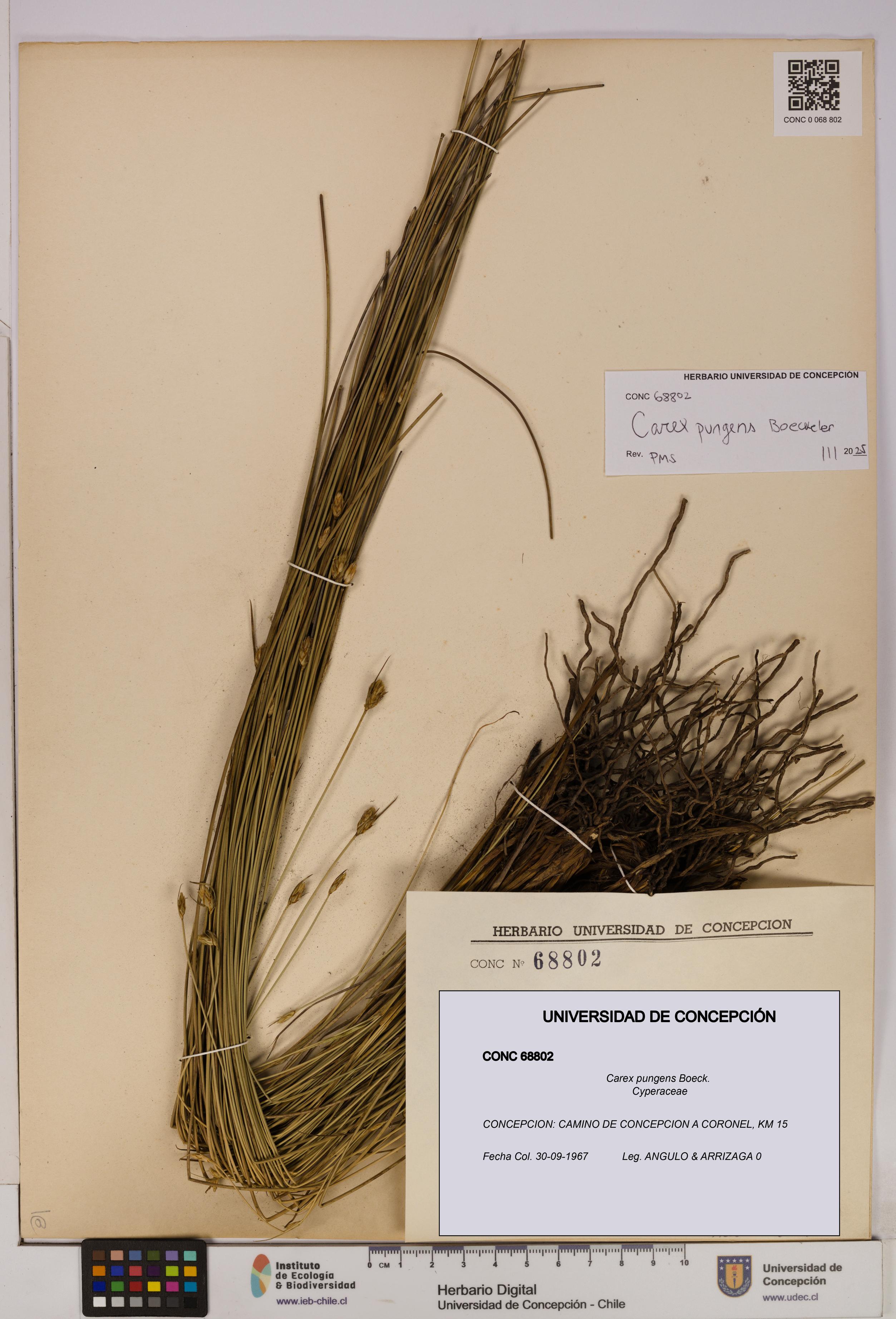 Carex pungens [Espécimen: UDEC:CONC:0068802]