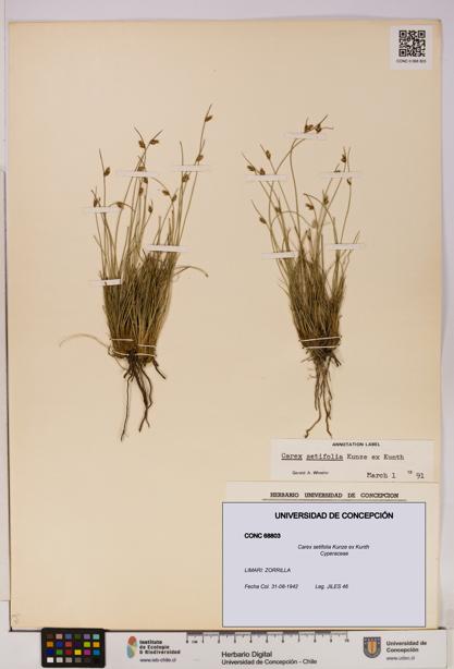 Carex setifolia [Espécimen: UDEC:CONC:0068803]
