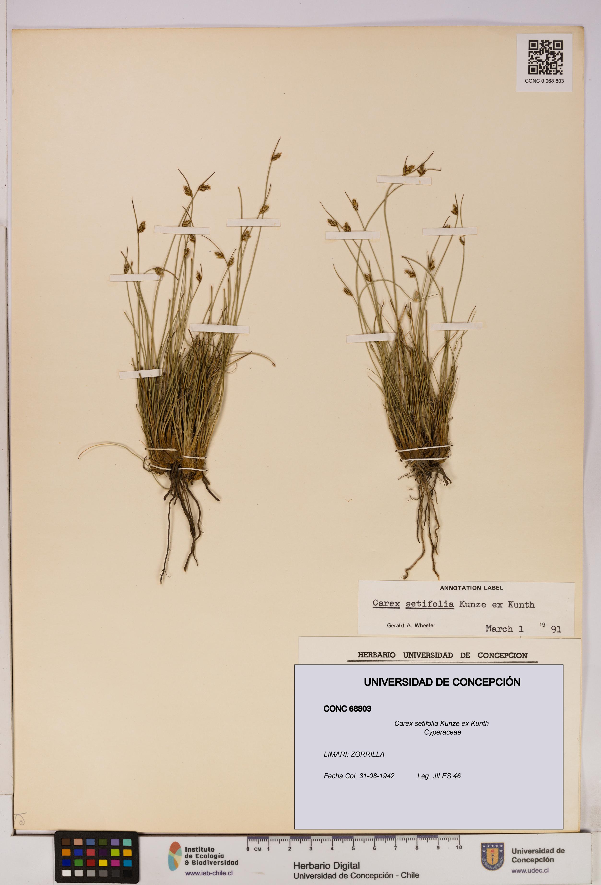 Carex setifolia [Espécimen: UDEC:CONC:0068803]