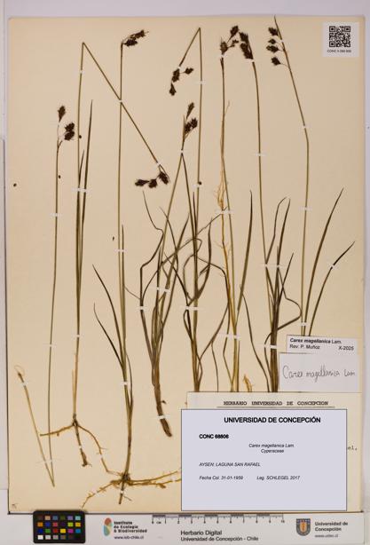 Carex magellanica [Espécimen: UDEC:CONC:0068806]