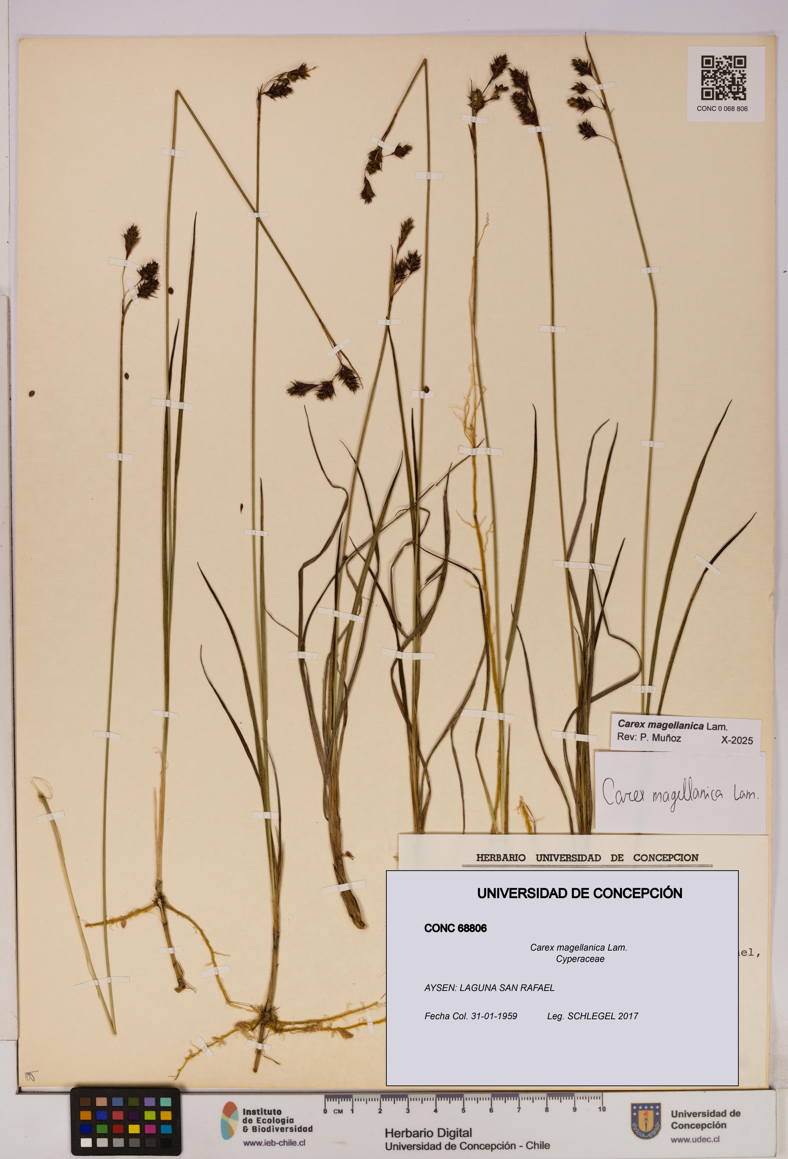 Carex magellanica [Espécimen: UDEC:CONC:0068806]