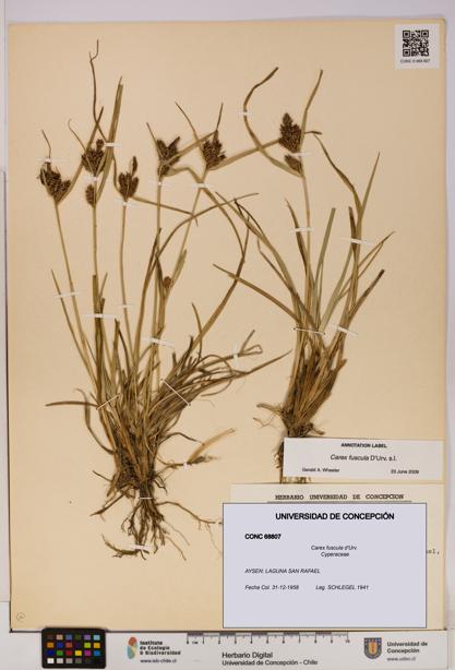Carex fuscula [Espécimen: UDEC:CONC:0068807]
