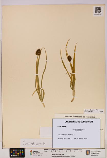 Carex nebularum [Espécimen: UDEC:CONC:0068808]
