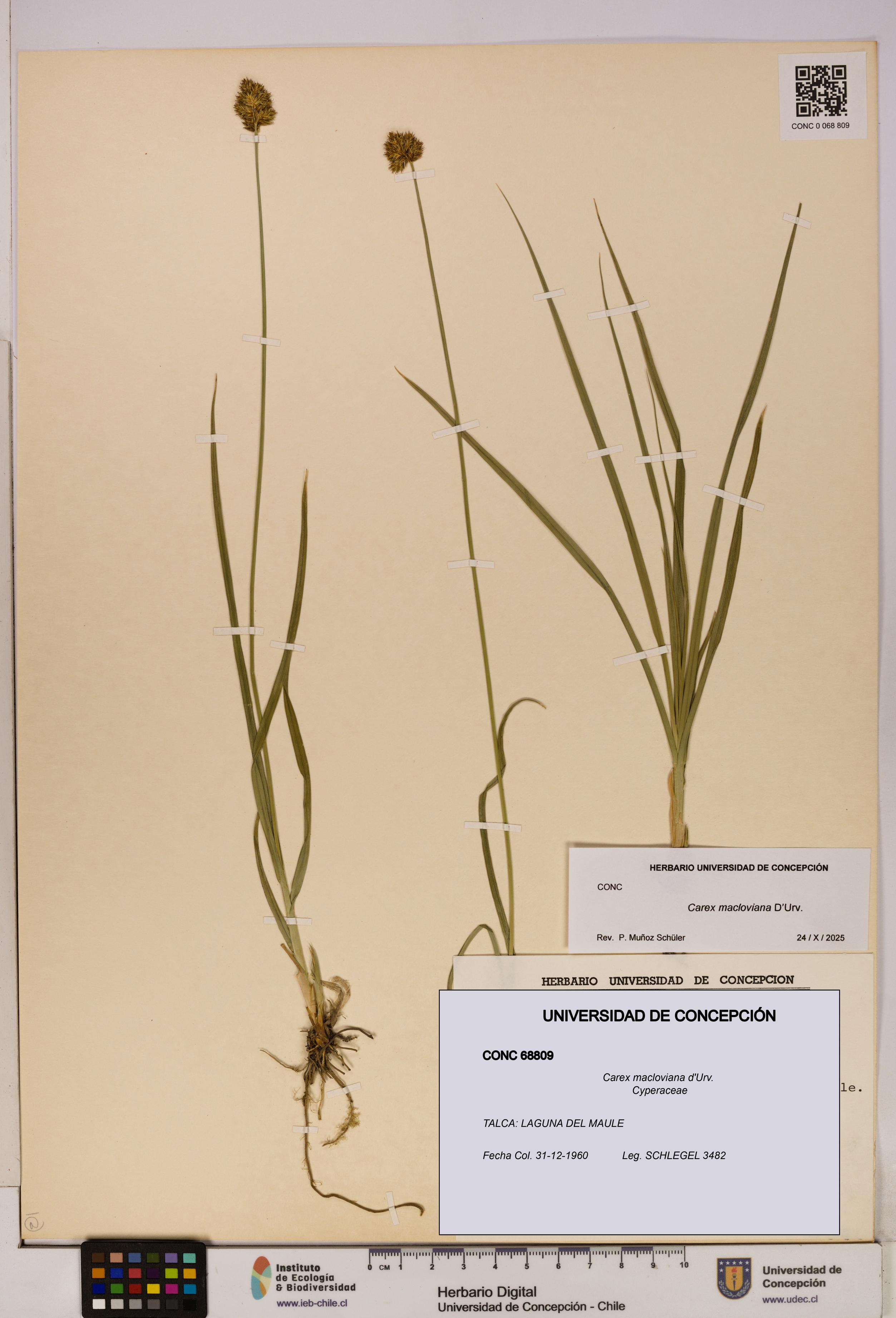 Carex macloviana [Espécimen: UDEC:CONC:0068809]