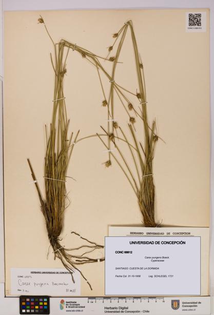 Carex pungens [Espécimen: UDEC:CONC:0068812]