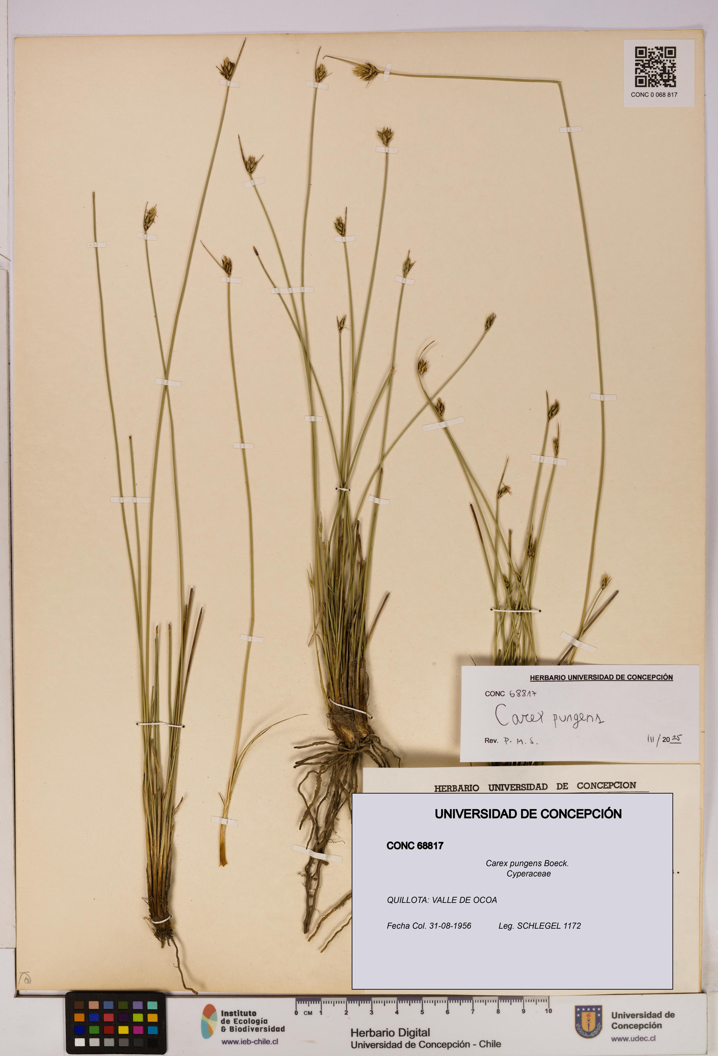 Carex pungens [Espécimen: UDEC:CONC:0068817]