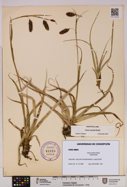 Carex banksii [Espécimen: UDEC:CONC:0068820]