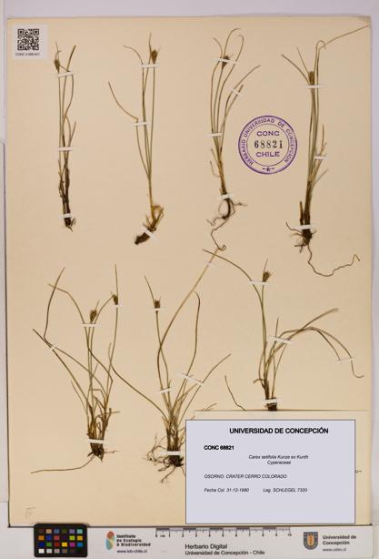 Carex setifolia [Espécimen: UDEC:CONC:0068821]