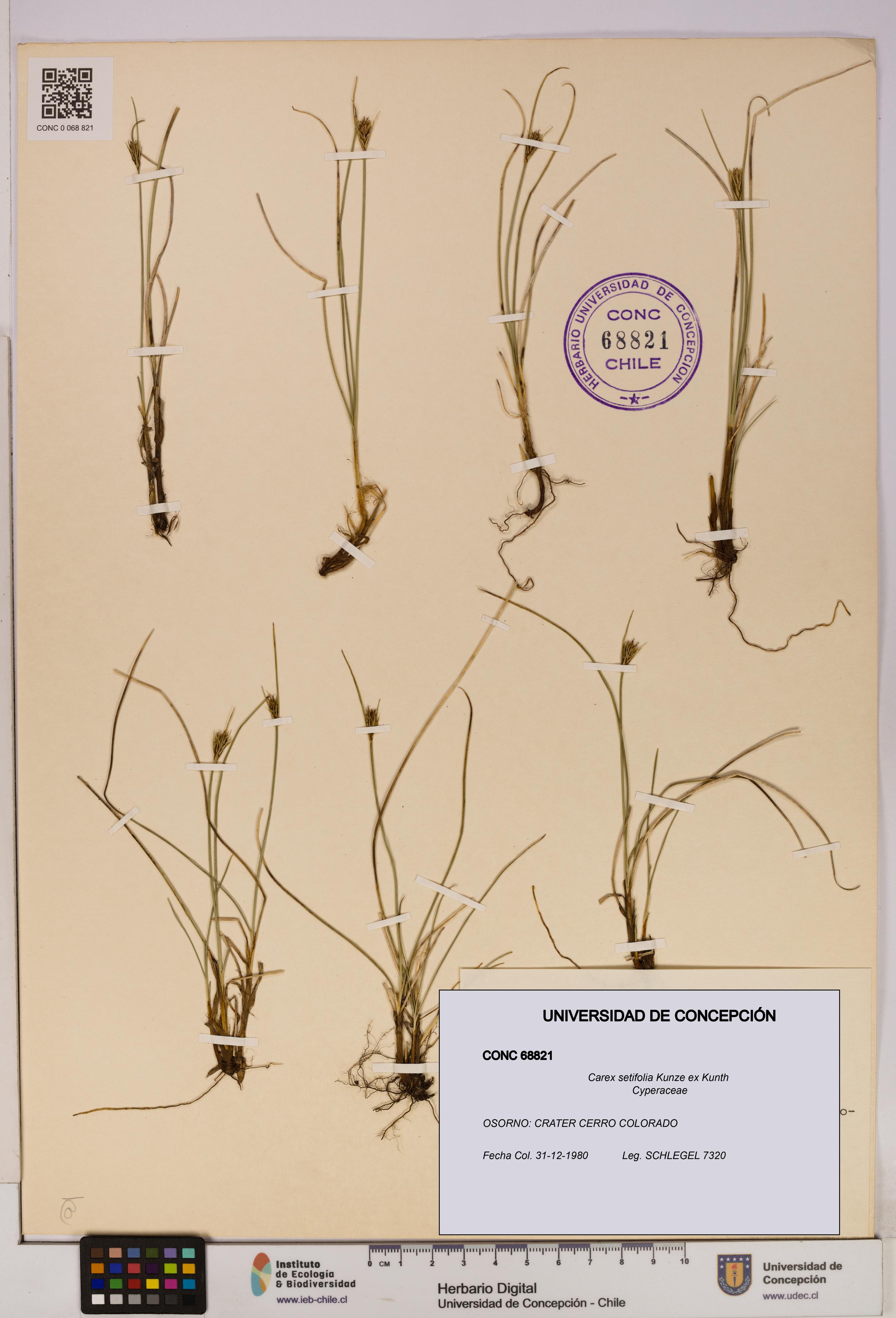 Carex setifolia [Espécimen: UDEC:CONC:0068821]