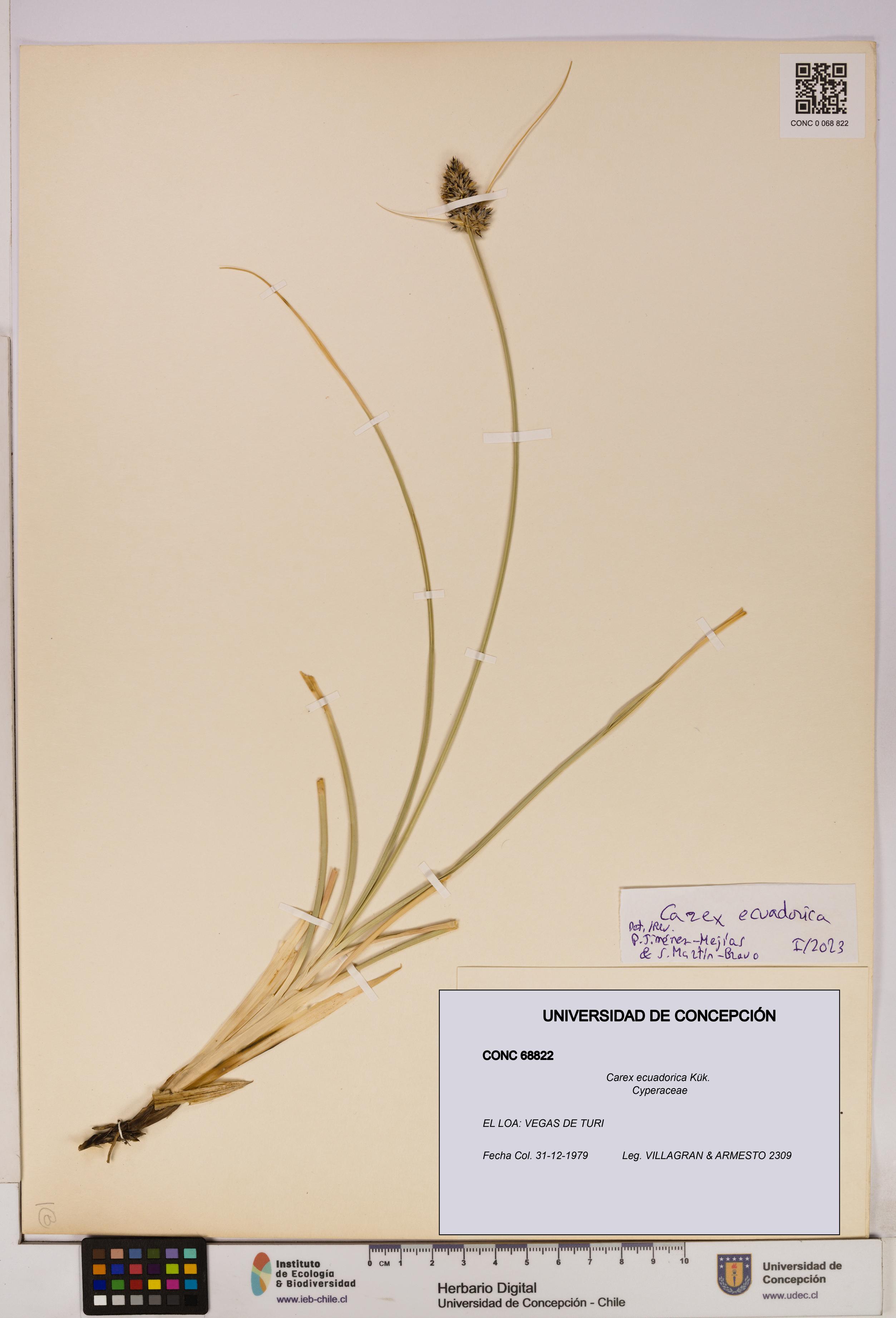 Carex ecuadorica [Espécimen: UDEC:CONC:0068822]