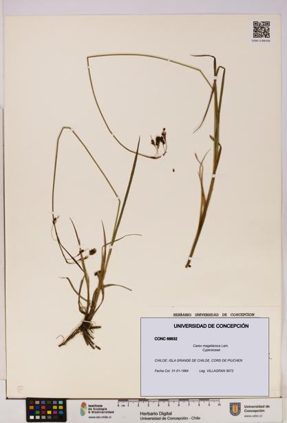 Carex magellanica [Espécimen: UDEC:CONC:0068832]