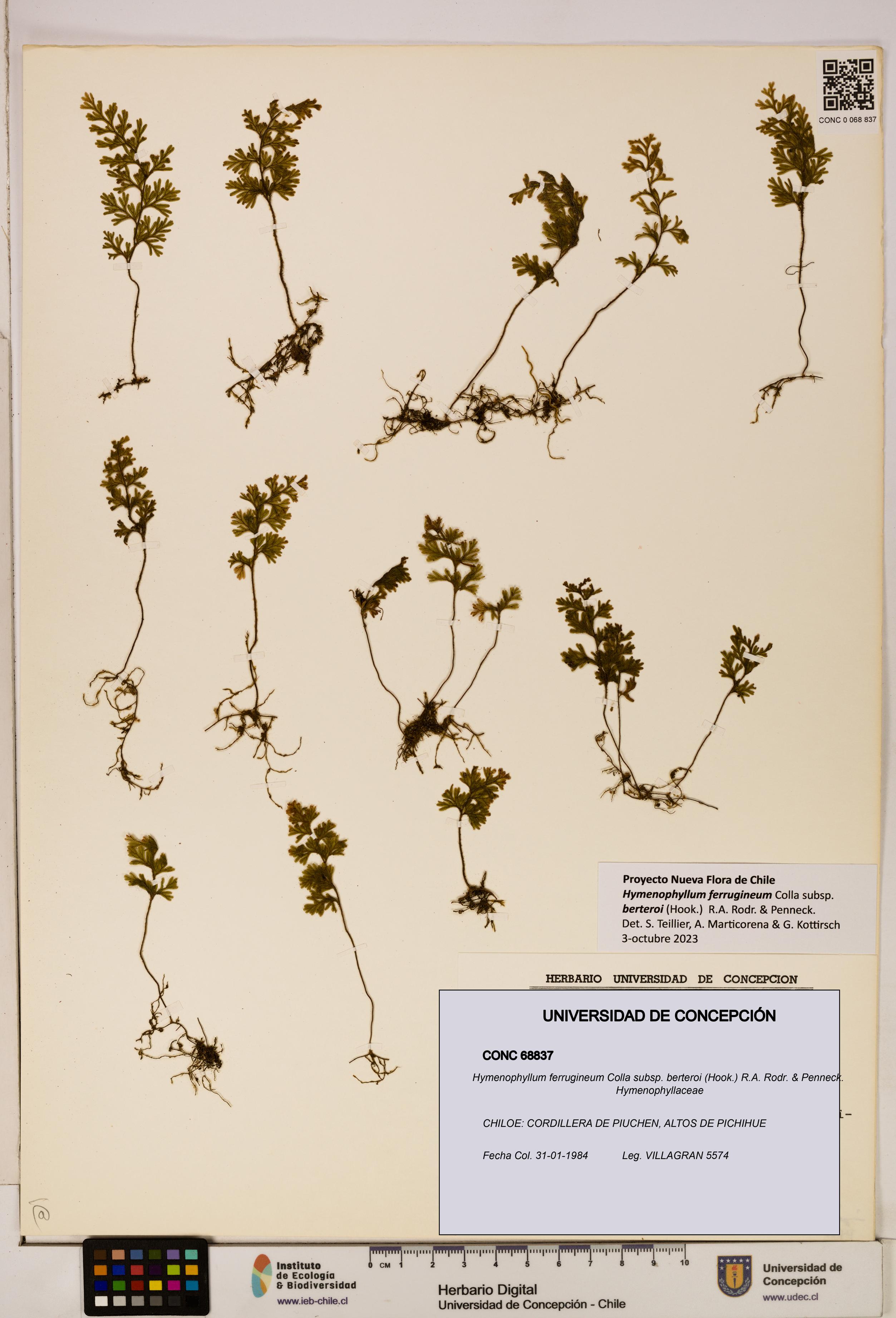 Hymenophyllum ferrugineum subsp. berteroi [Espécimen: UDEC:CONC:0068837]