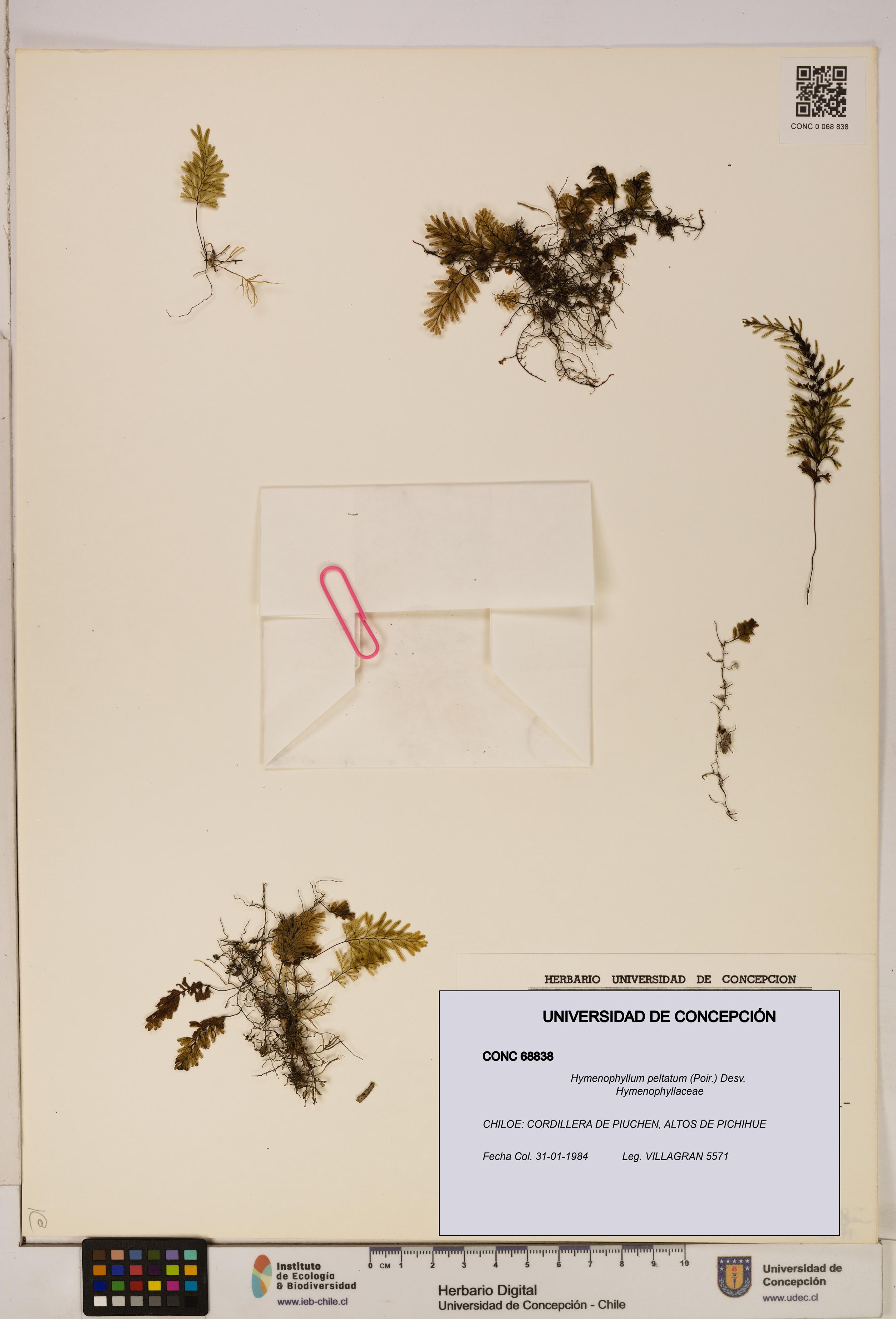Hymenophyllum peltatum [Espécimen: ]