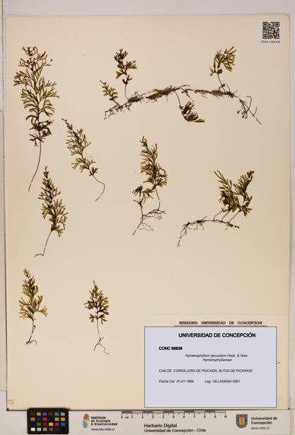 Hymenophyllum secundum [Espécimen: ]