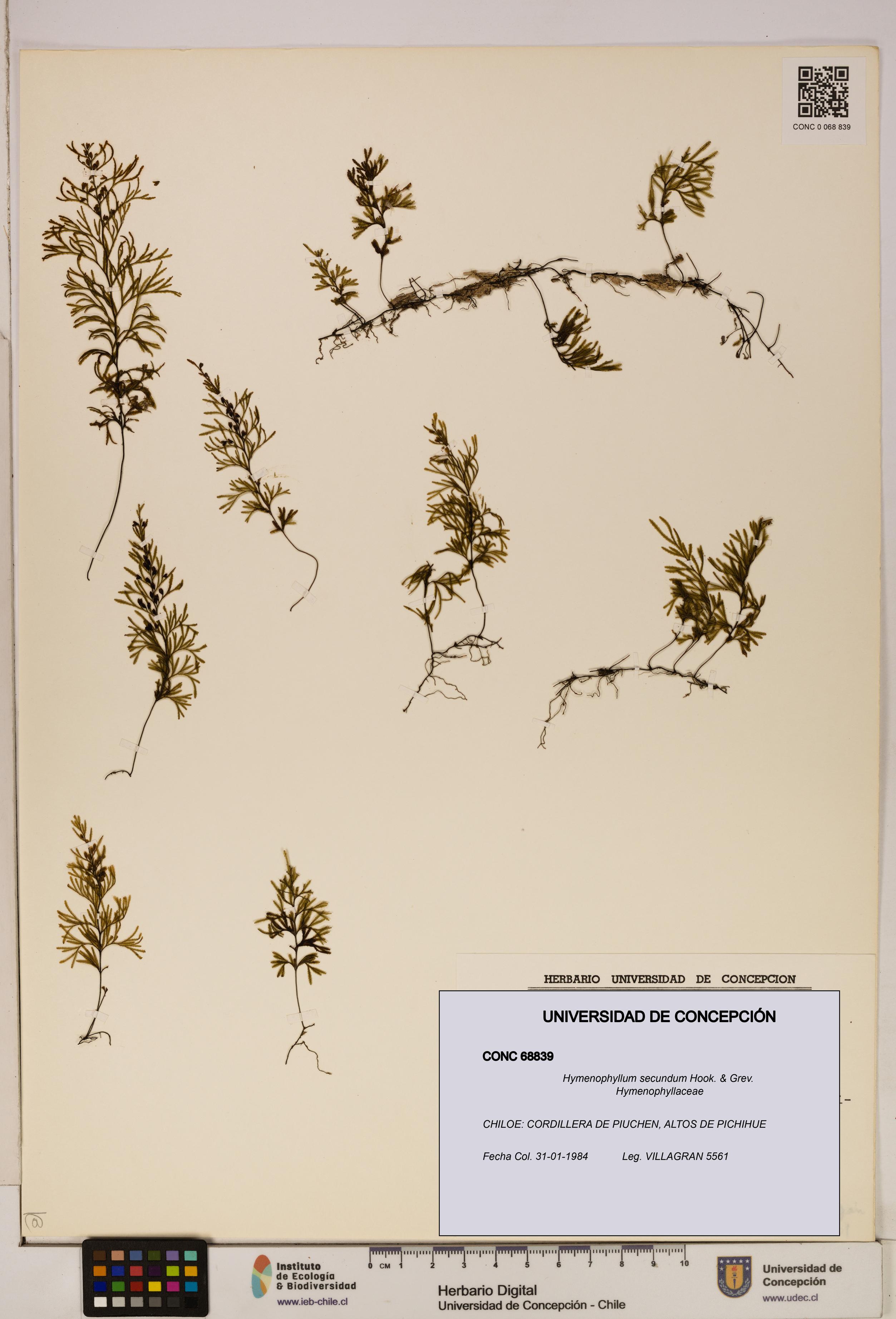 Hymenophyllum secundum [Espécimen: ]