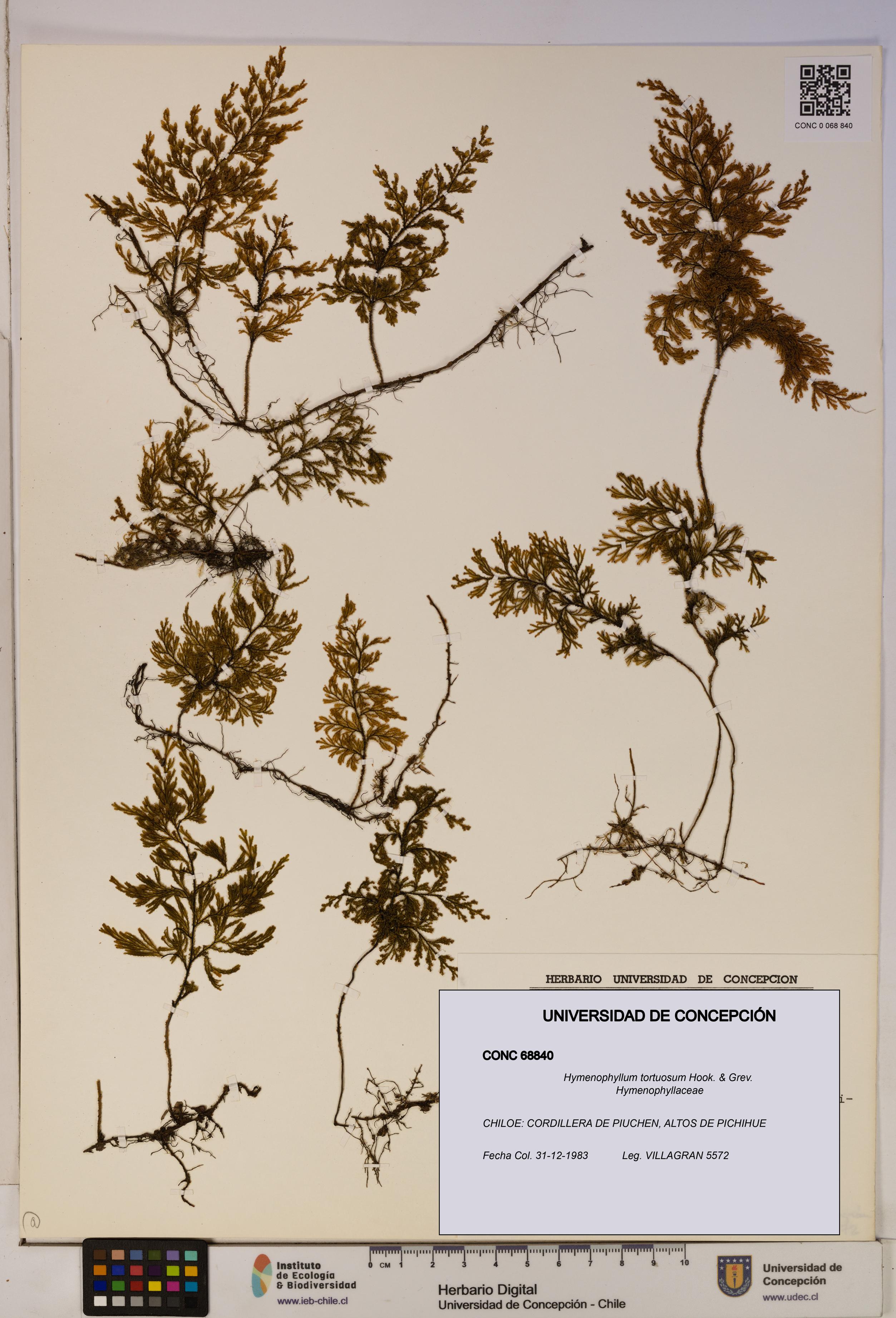Hymenophyllum tortuosum [Espécimen: ]
