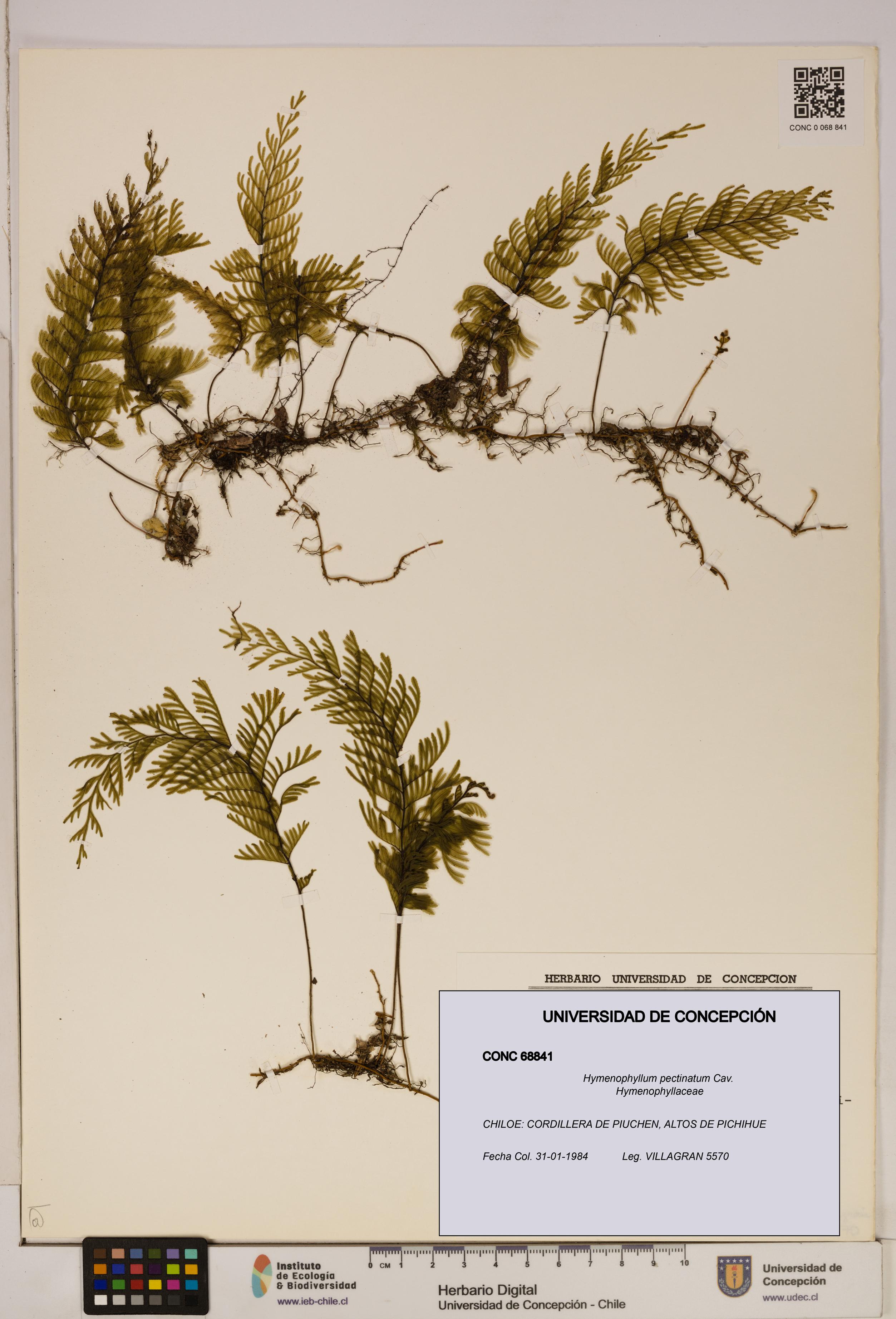 Hymenophyllum pectinatum [Espécimen: ]