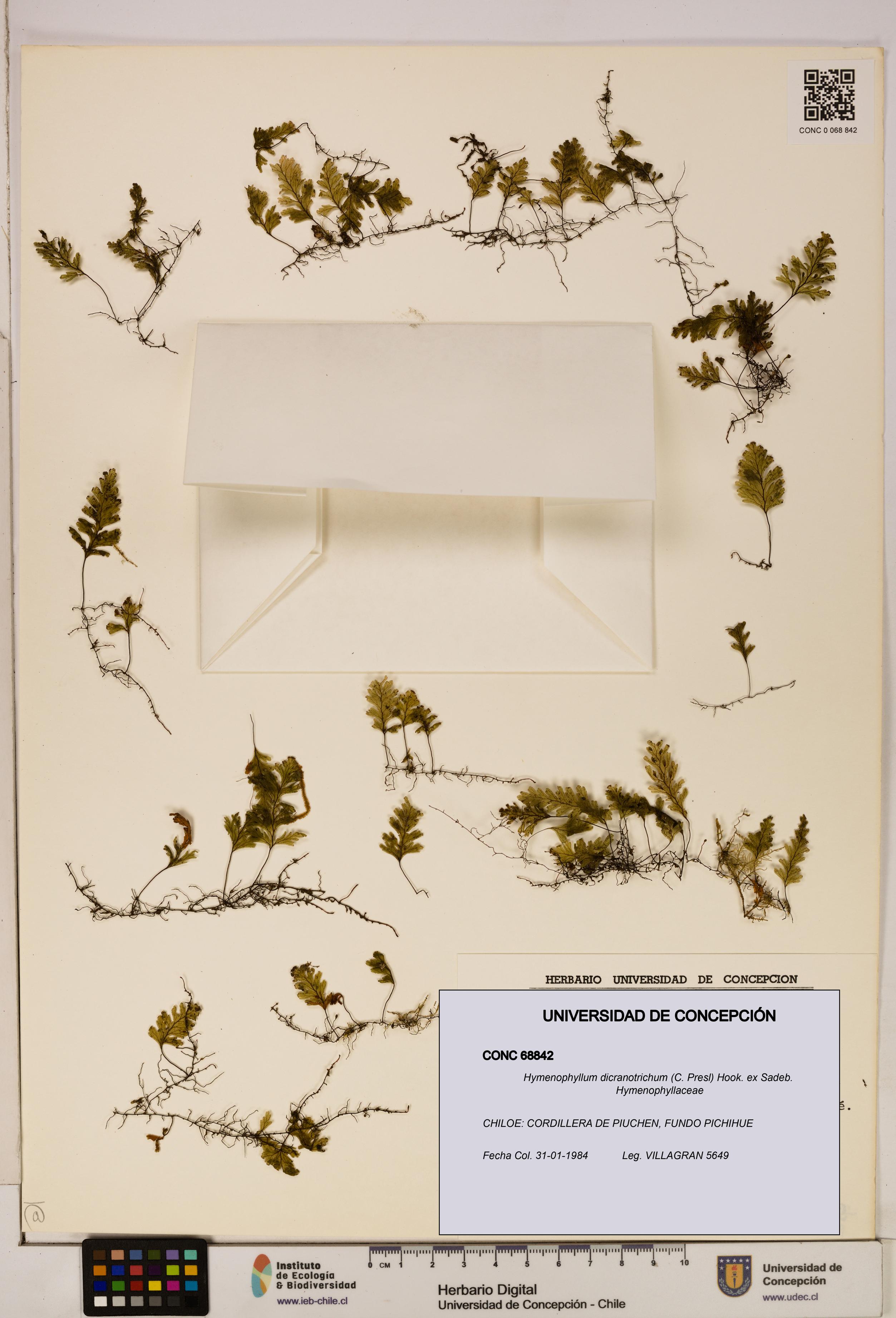 Hymenophyllum dicranotrichum [Espécimen: UDEC:CONC:0068842]