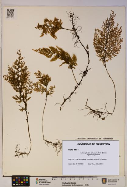 Hymenophyllum tortuosum [Espécimen: ]
