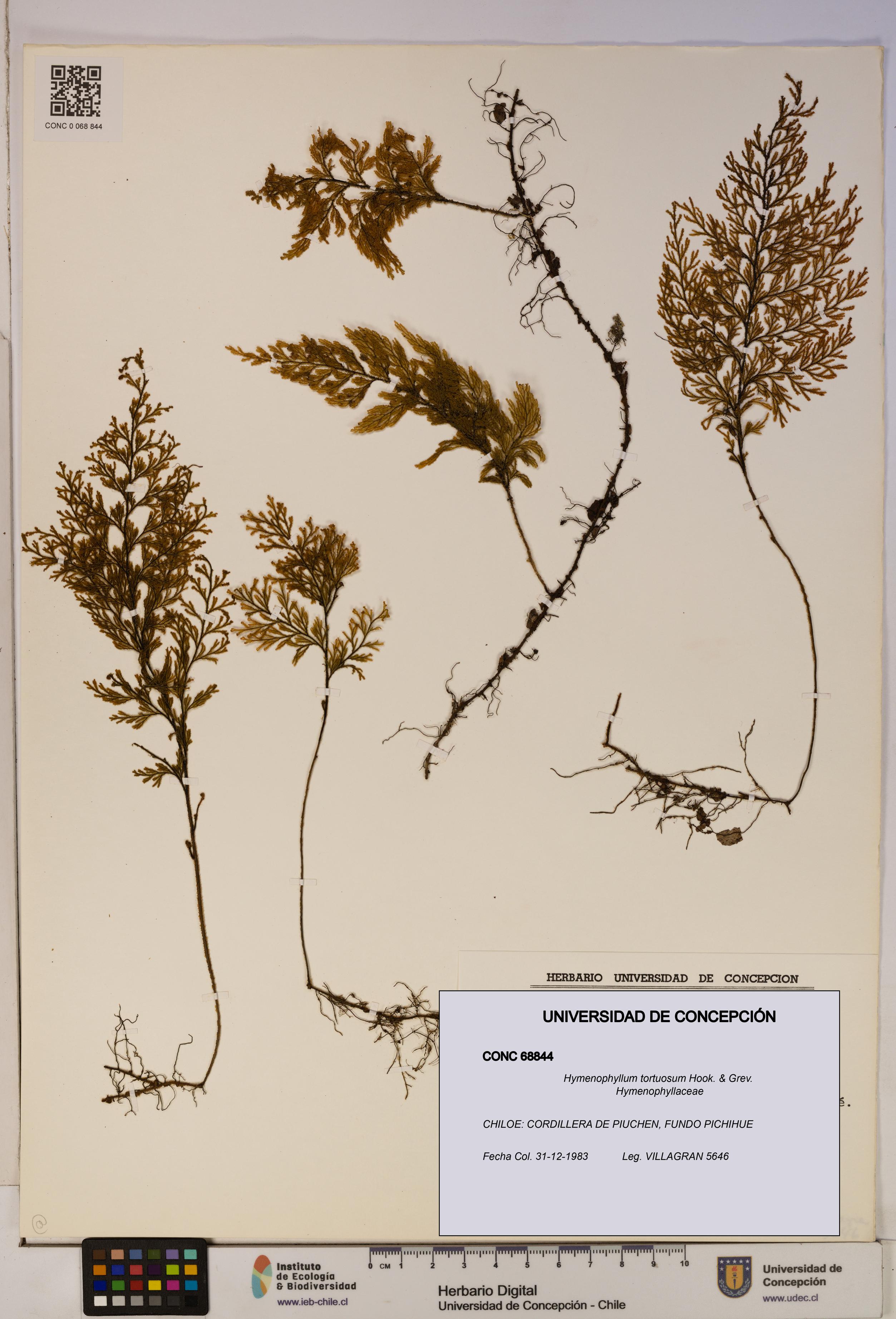Hymenophyllum tortuosum [Espécimen: ]