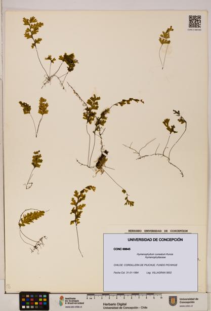 Hymenophyllum cuneatum [Espécimen: UDEC:CONC:0068845]