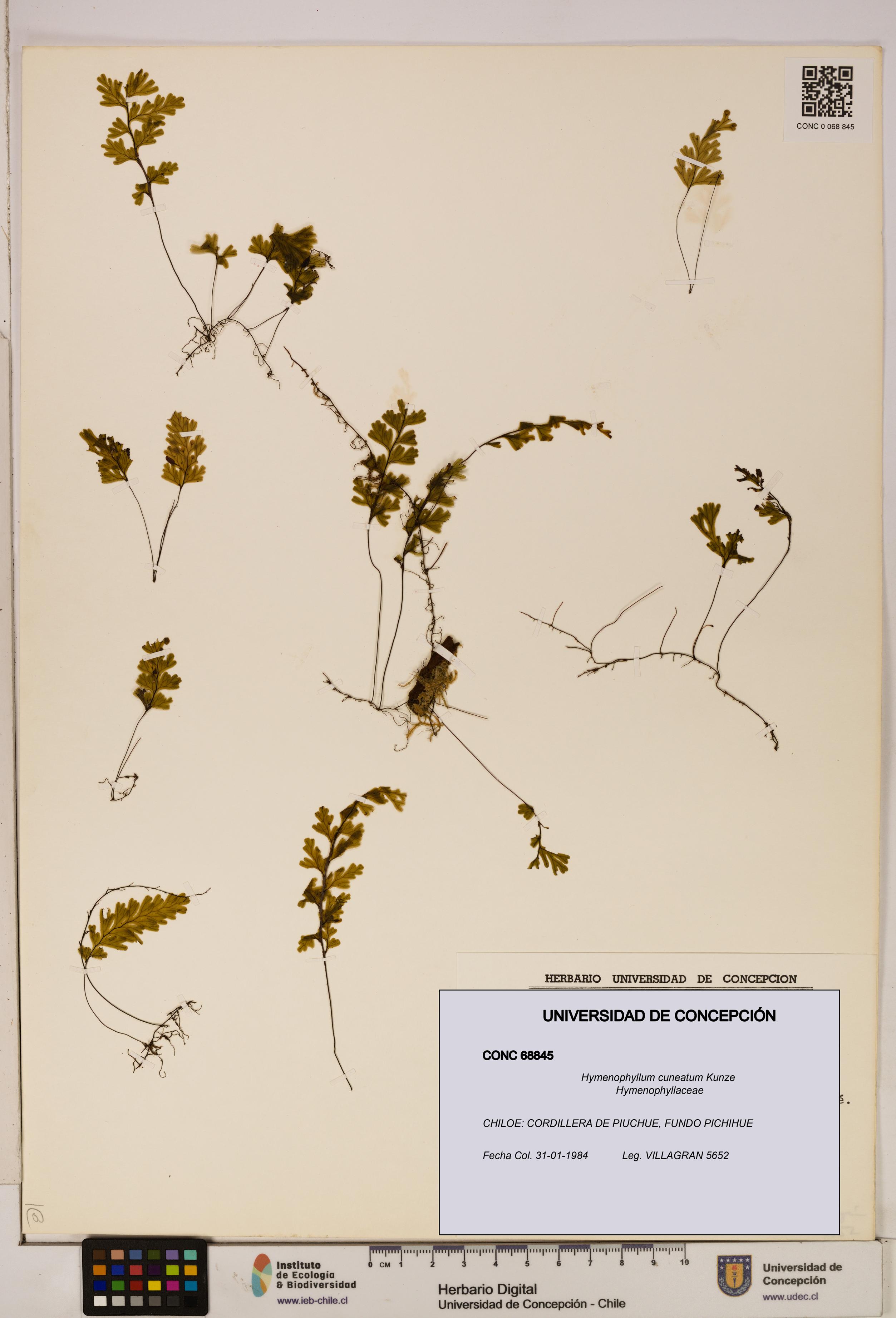 Hymenophyllum cuneatum [Espécimen: UDEC:CONC:0068845]