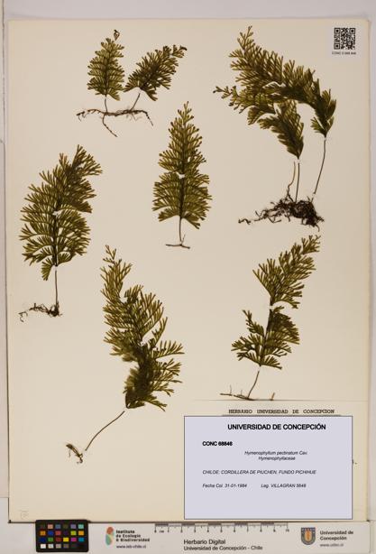 Hymenophyllum pectinatum [Espécimen: ]