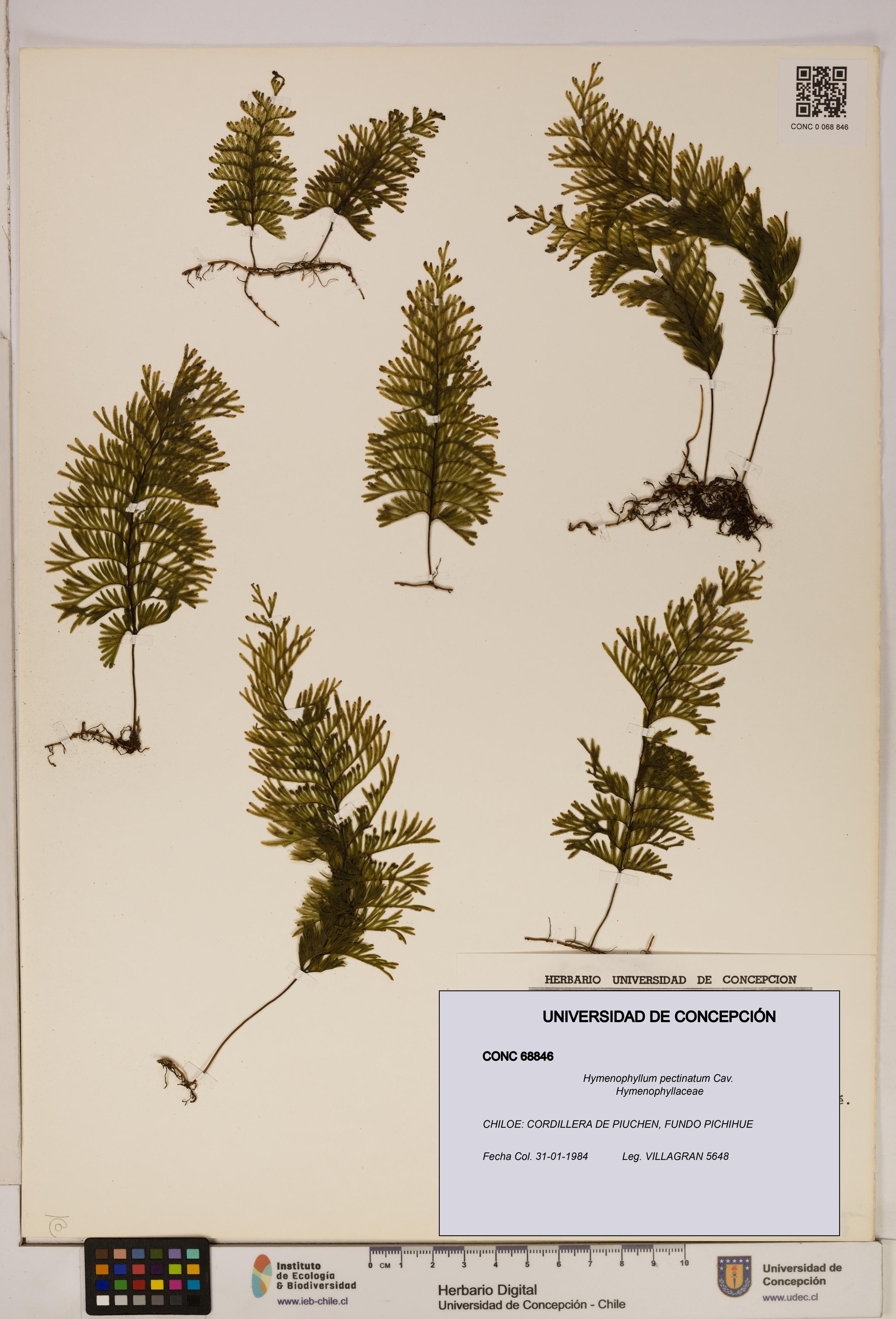 Hymenophyllum pectinatum [Espécimen: ]