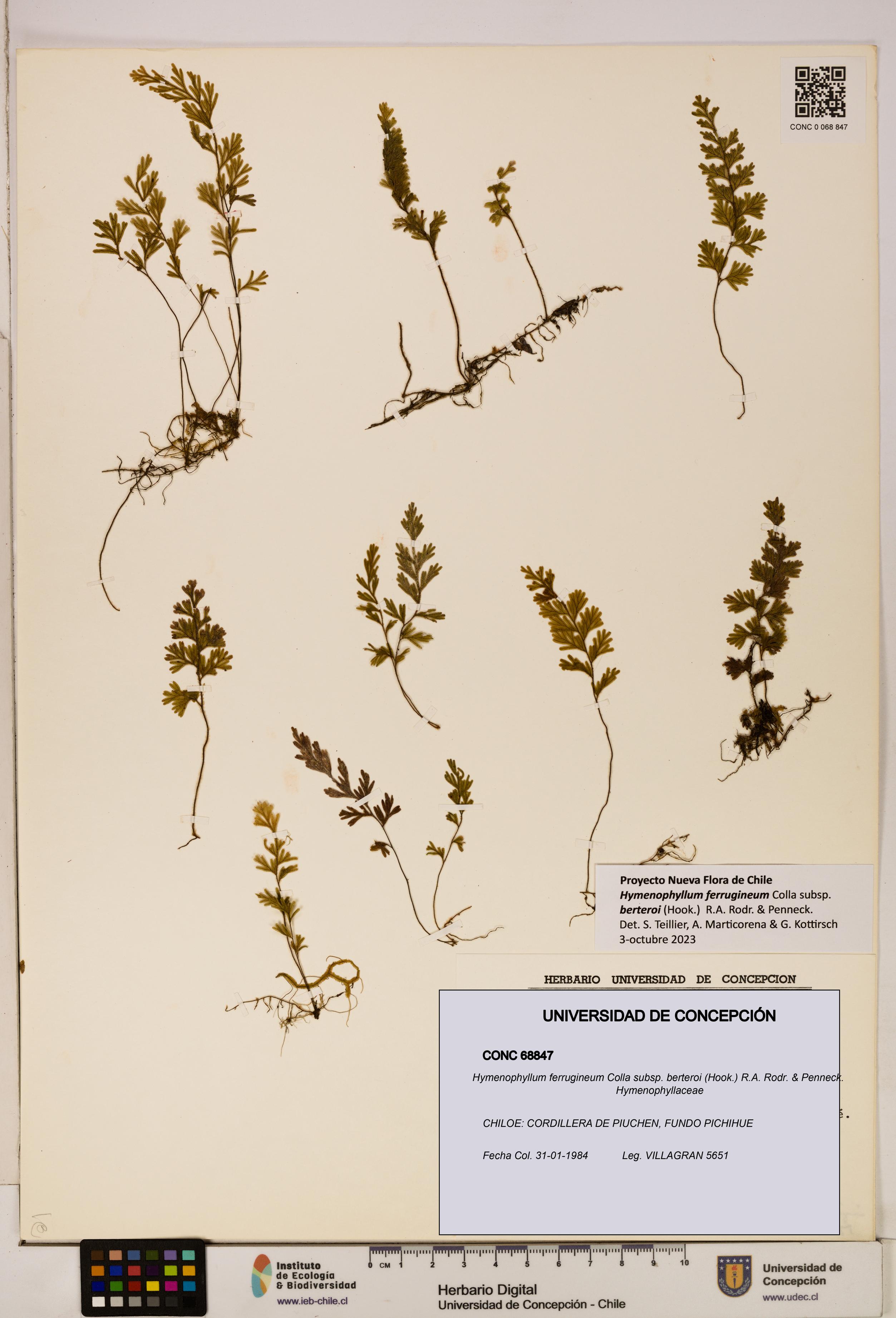 Hymenophyllum ferrugineum [Espécimen: UDEC:CONC:0068847]