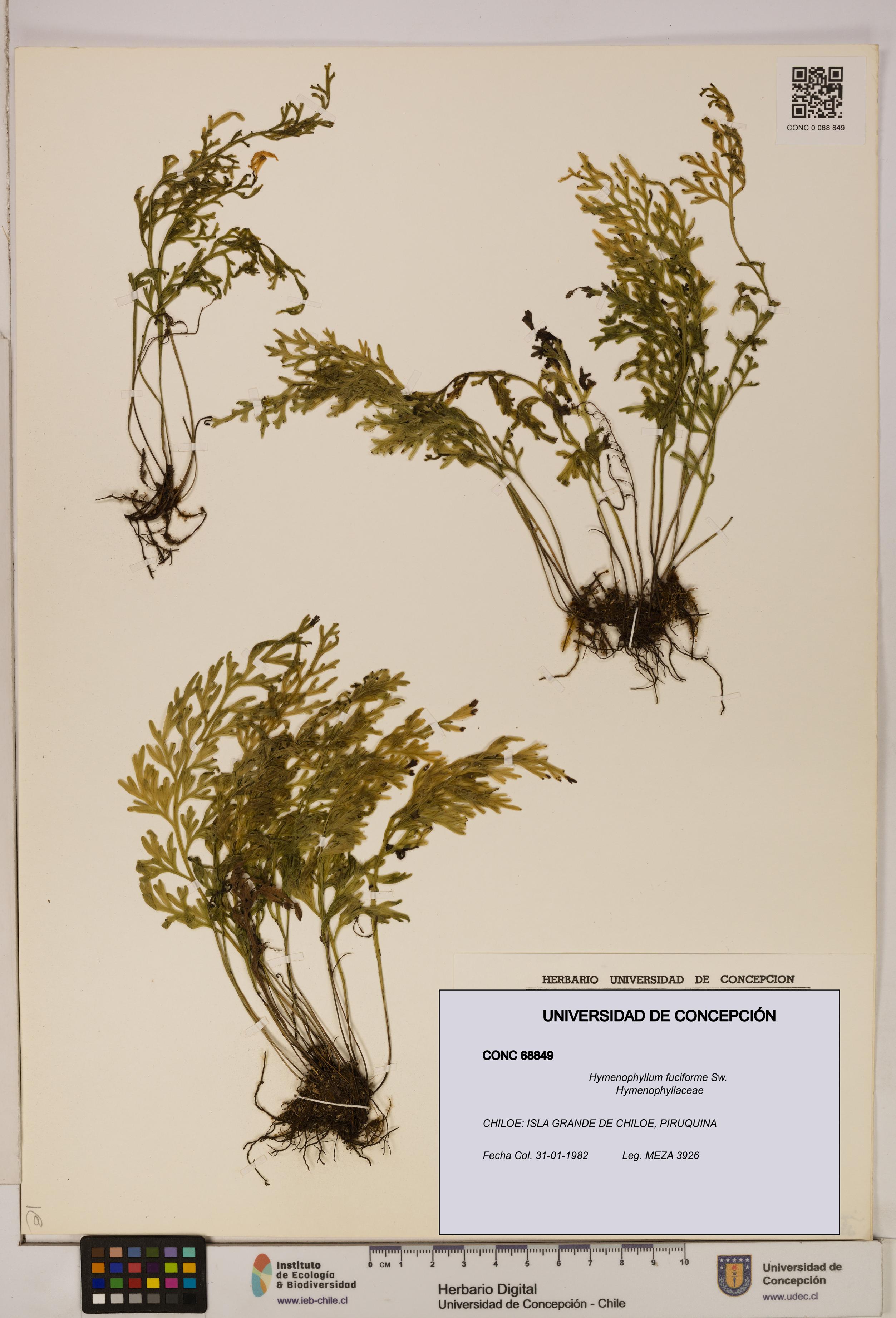 Hymenophyllum fuciforme [Espécimen: UDEC:CONC:0068849]