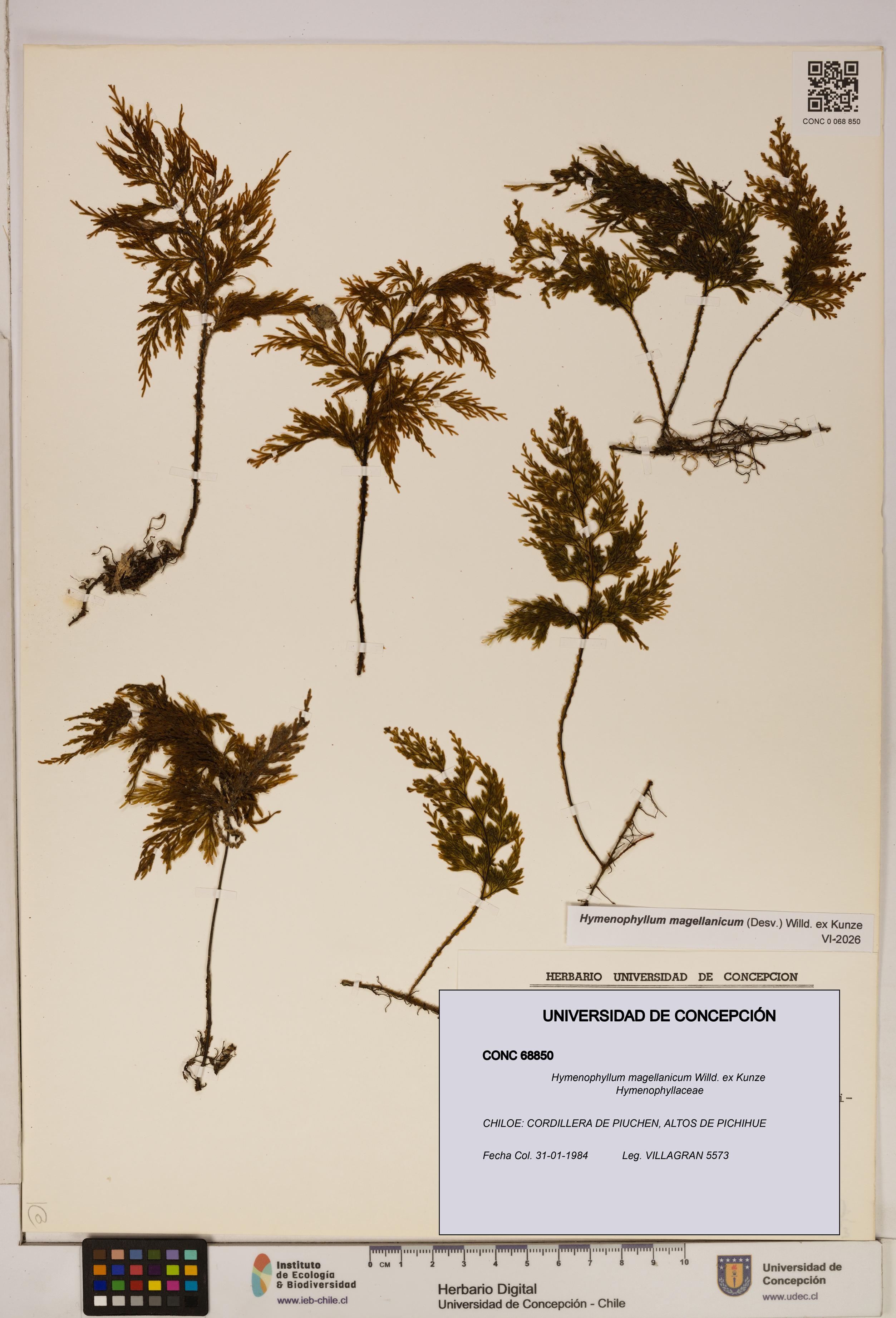 Hymenophyllum magellanicum [Espécimen: ]