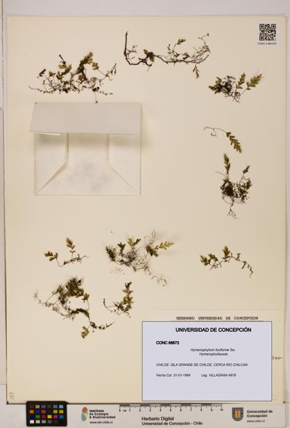 Hymenophyllum fuciforme [Espécimen: UDEC:CONC:0068872]