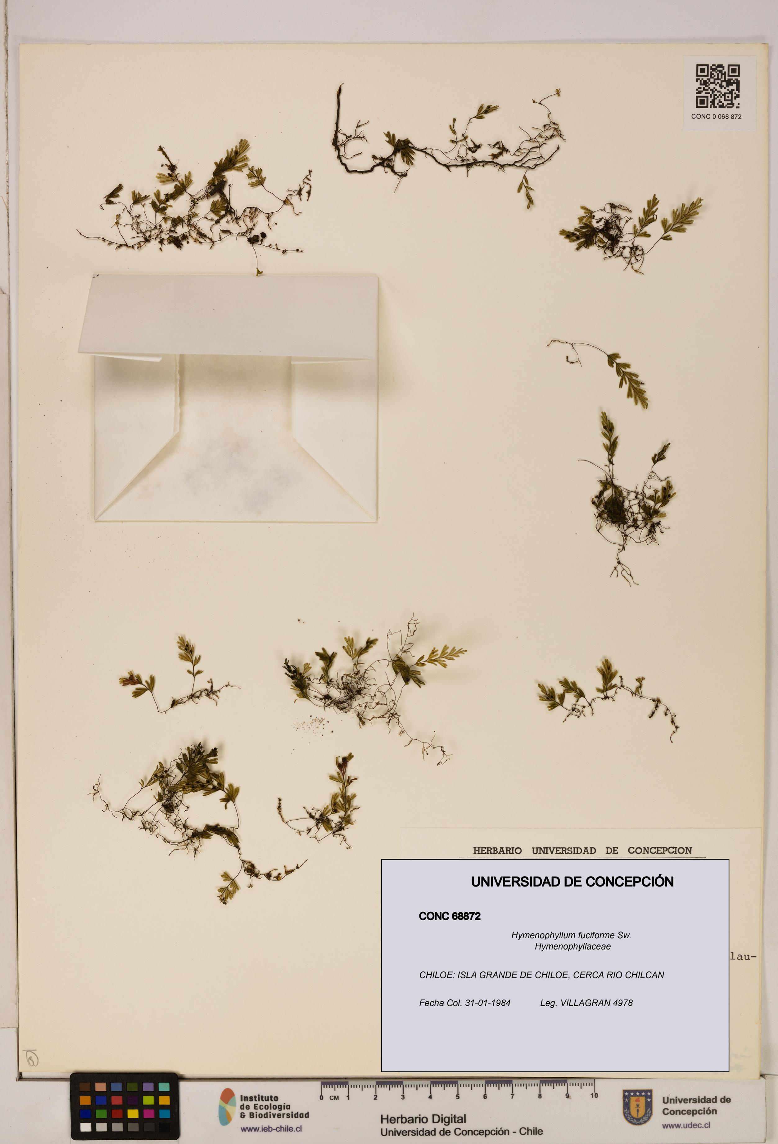 Hymenophyllum fuciforme [Espécimen: UDEC:CONC:0068872]