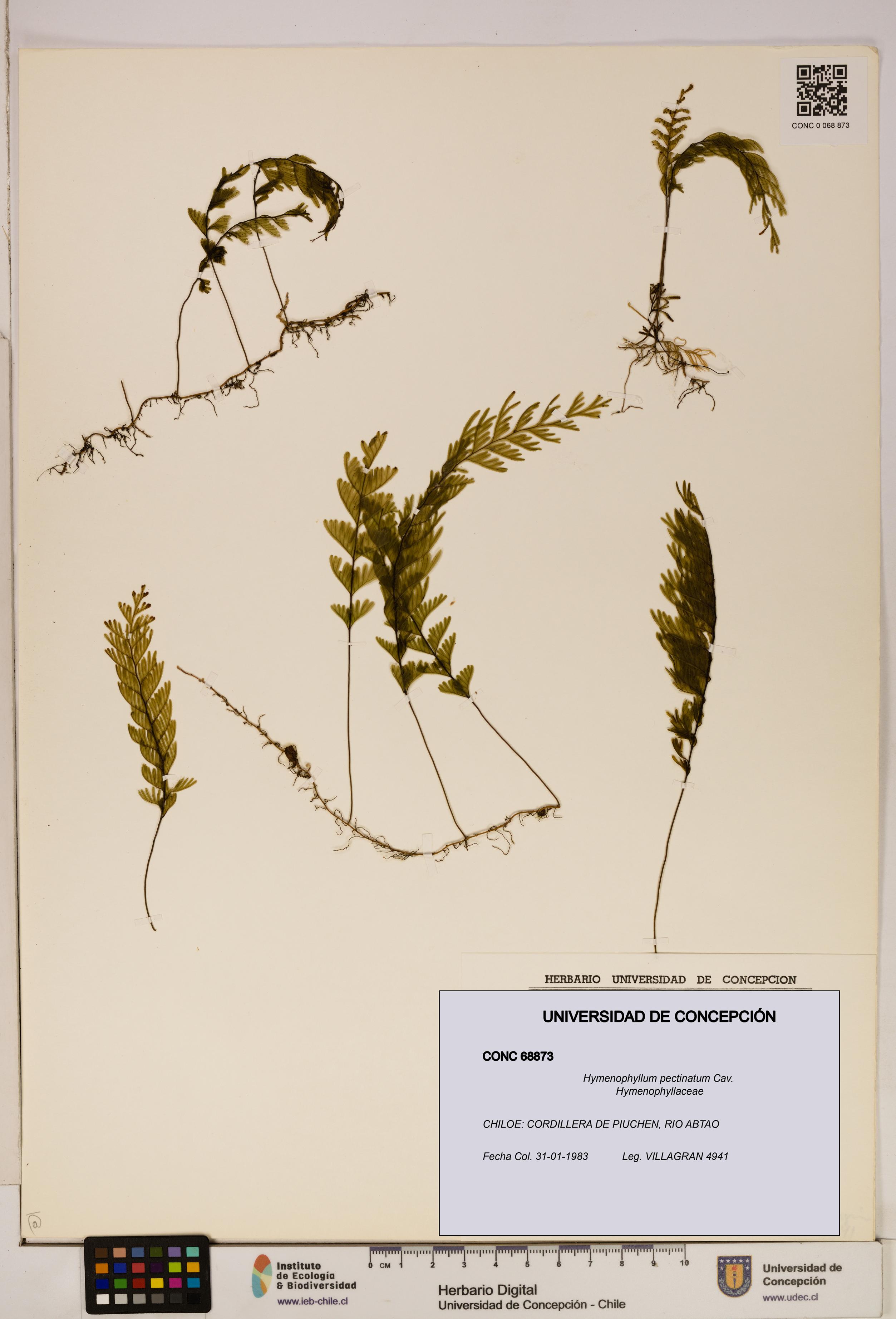 Hymenophyllum pectinatum [Espécimen: ]