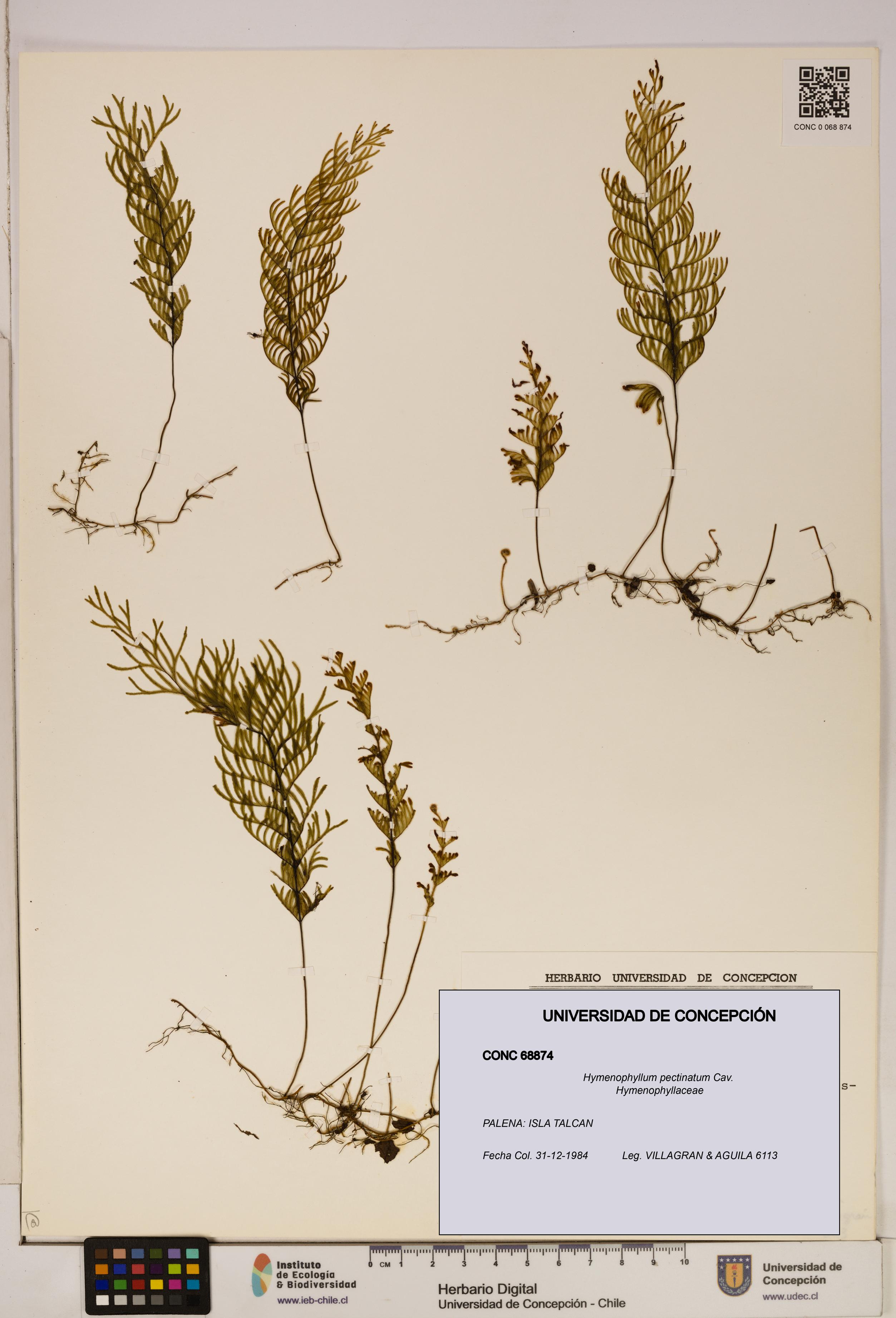 Hymenophyllum pectinatum [Espécimen: ]