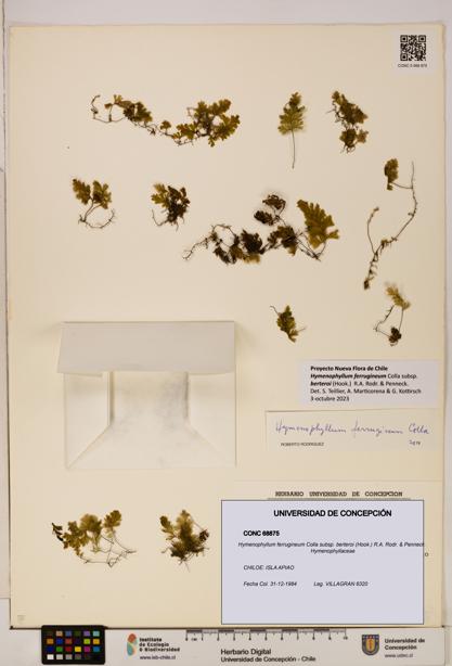 Hymenophyllum ferrugineum [Espécimen: UDEC:CONC:0068875]