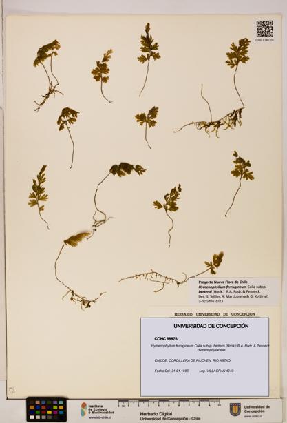 Hymenophyllum ferrugineum [Espécimen: UDEC:CONC:0068876]