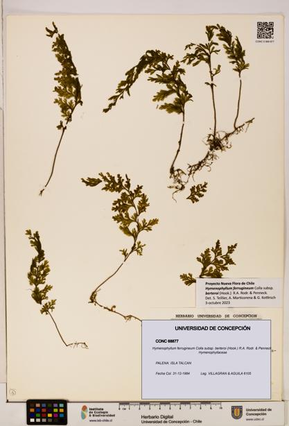 Hymenophyllum ferrugineum subsp. berteroi [Espécimen: UDEC:CONC:0068877]