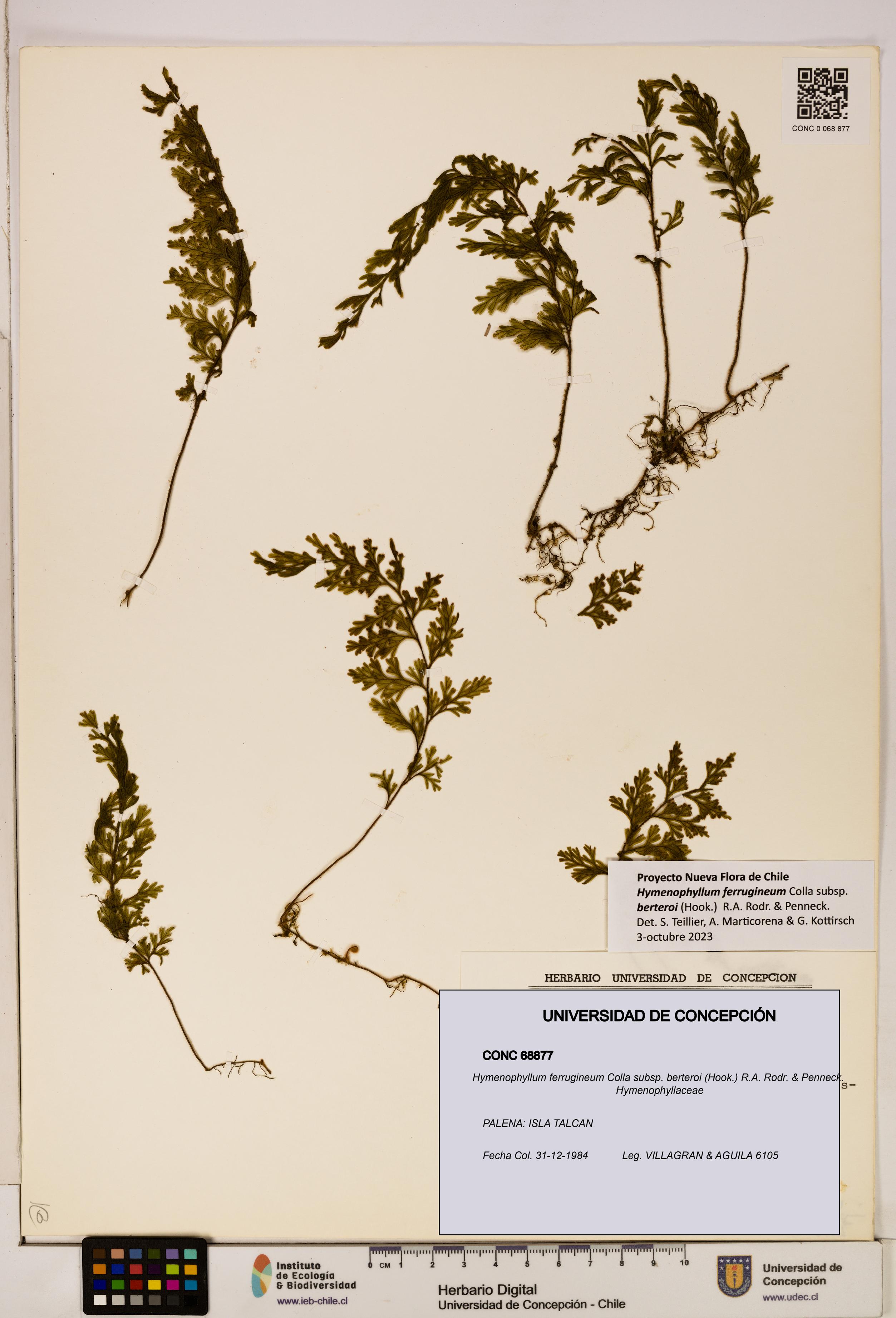 Hymenophyllum ferrugineum subsp. berteroi [Espécimen: UDEC:CONC:0068877]