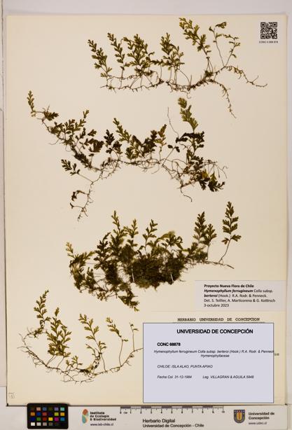 Hymenophyllum ferrugineum [Espécimen: UDEC:CONC:0068878]