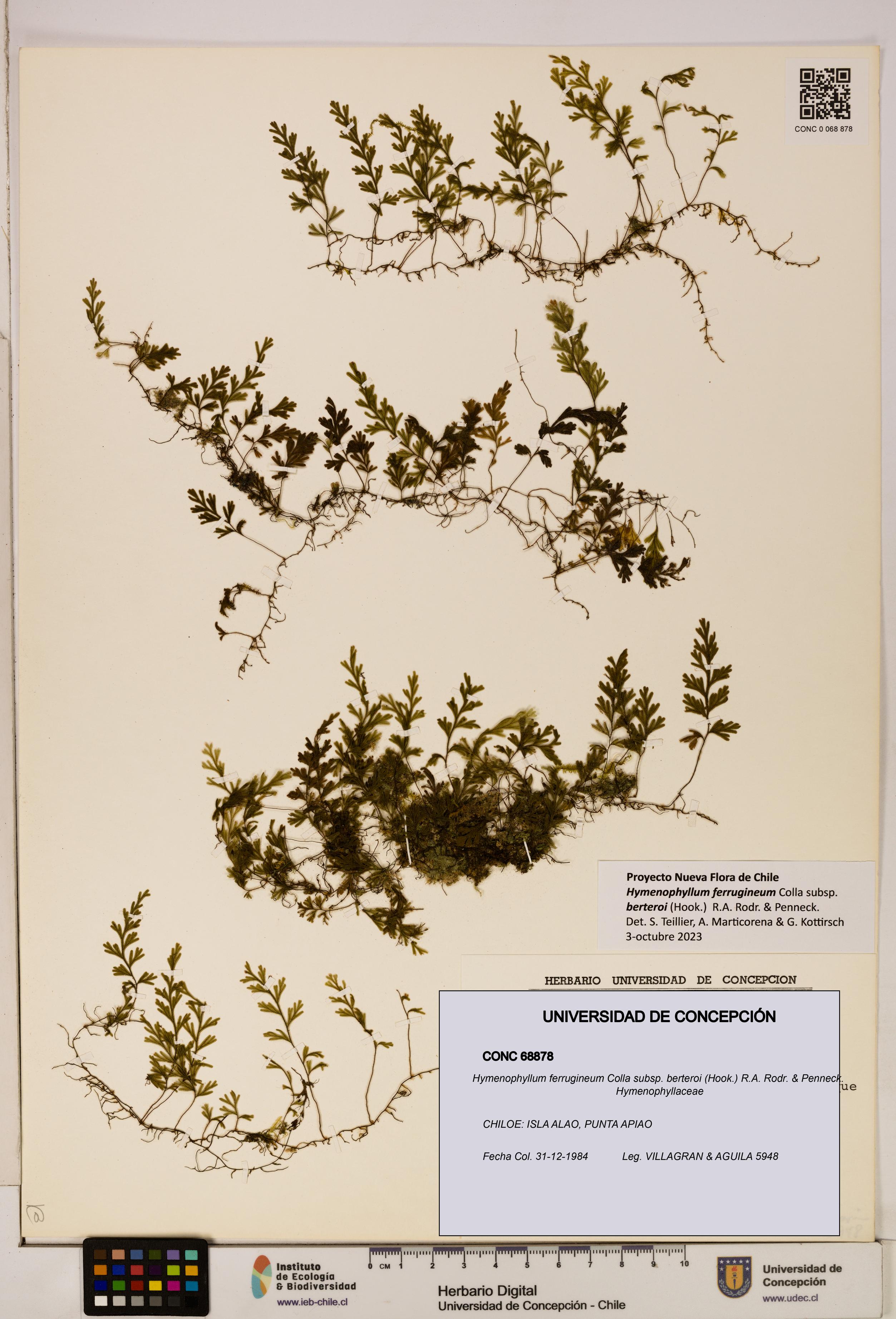 Hymenophyllum ferrugineum [Espécimen: UDEC:CONC:0068878]