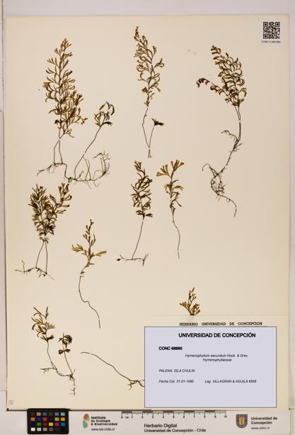 Hymenophyllum secundum [Espécimen: ]