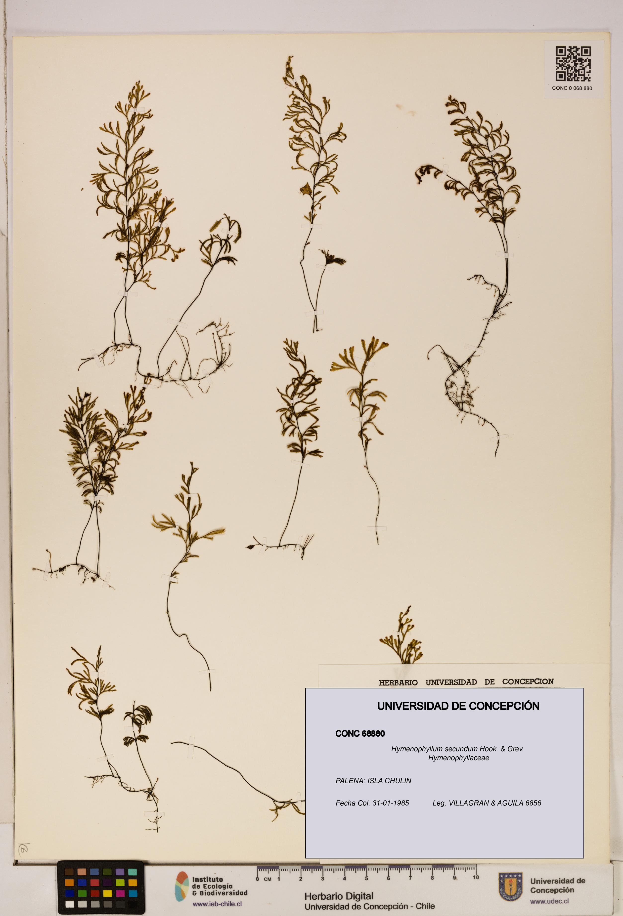 Hymenophyllum secundum [Espécimen: ]