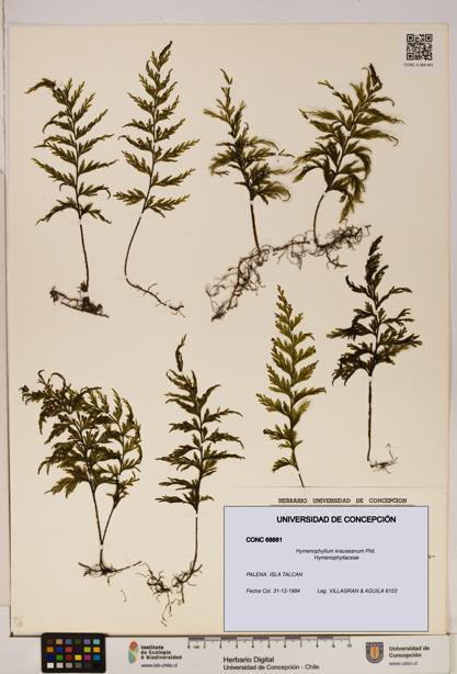 Hymenophyllum krauseanum [Espécimen: ]