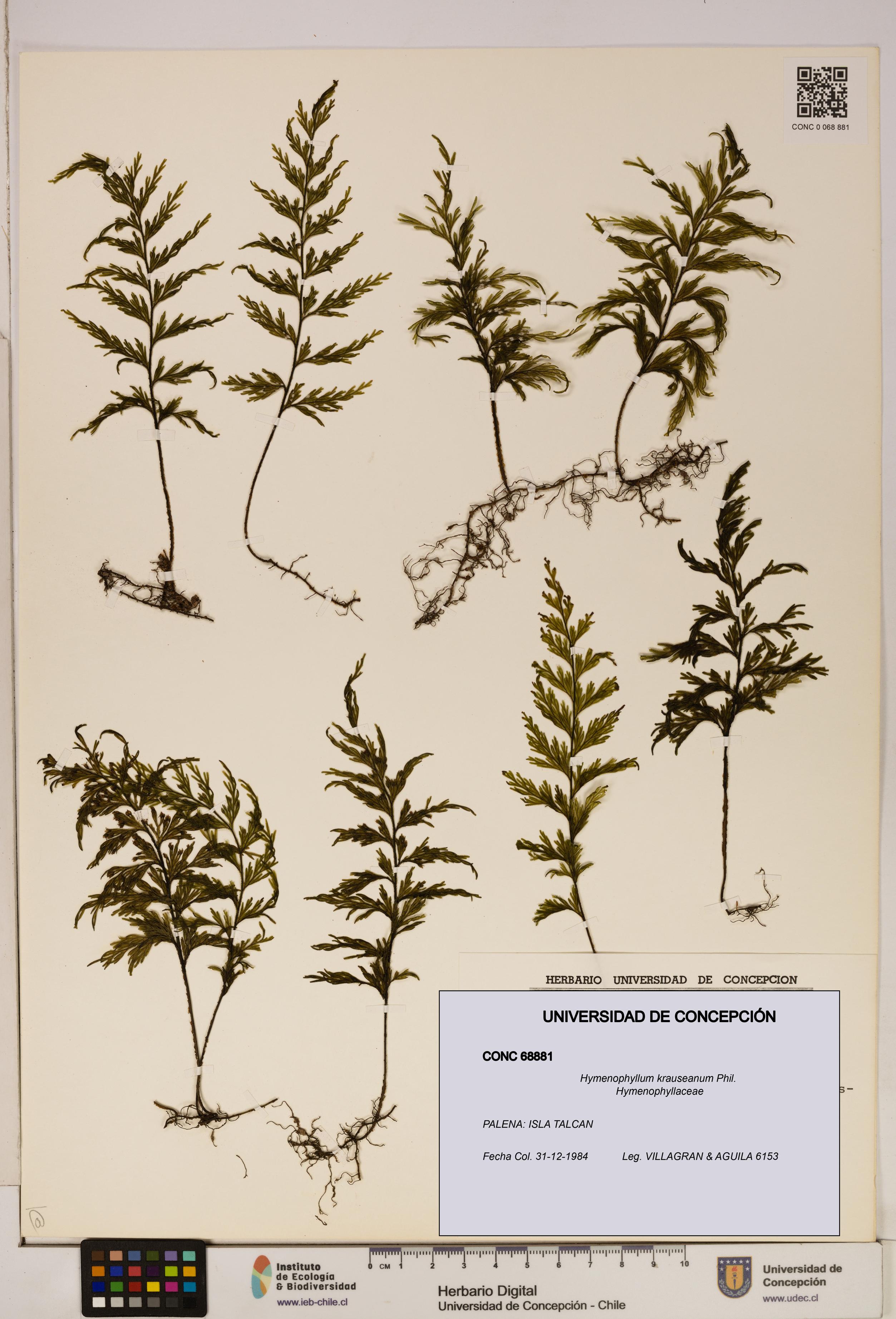 Hymenophyllum krauseanum [Espécimen: ]