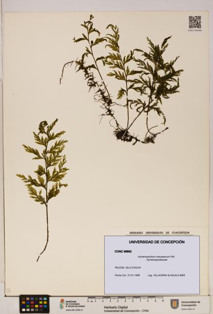 Hymenophyllum krauseanum [Espécimen: ]