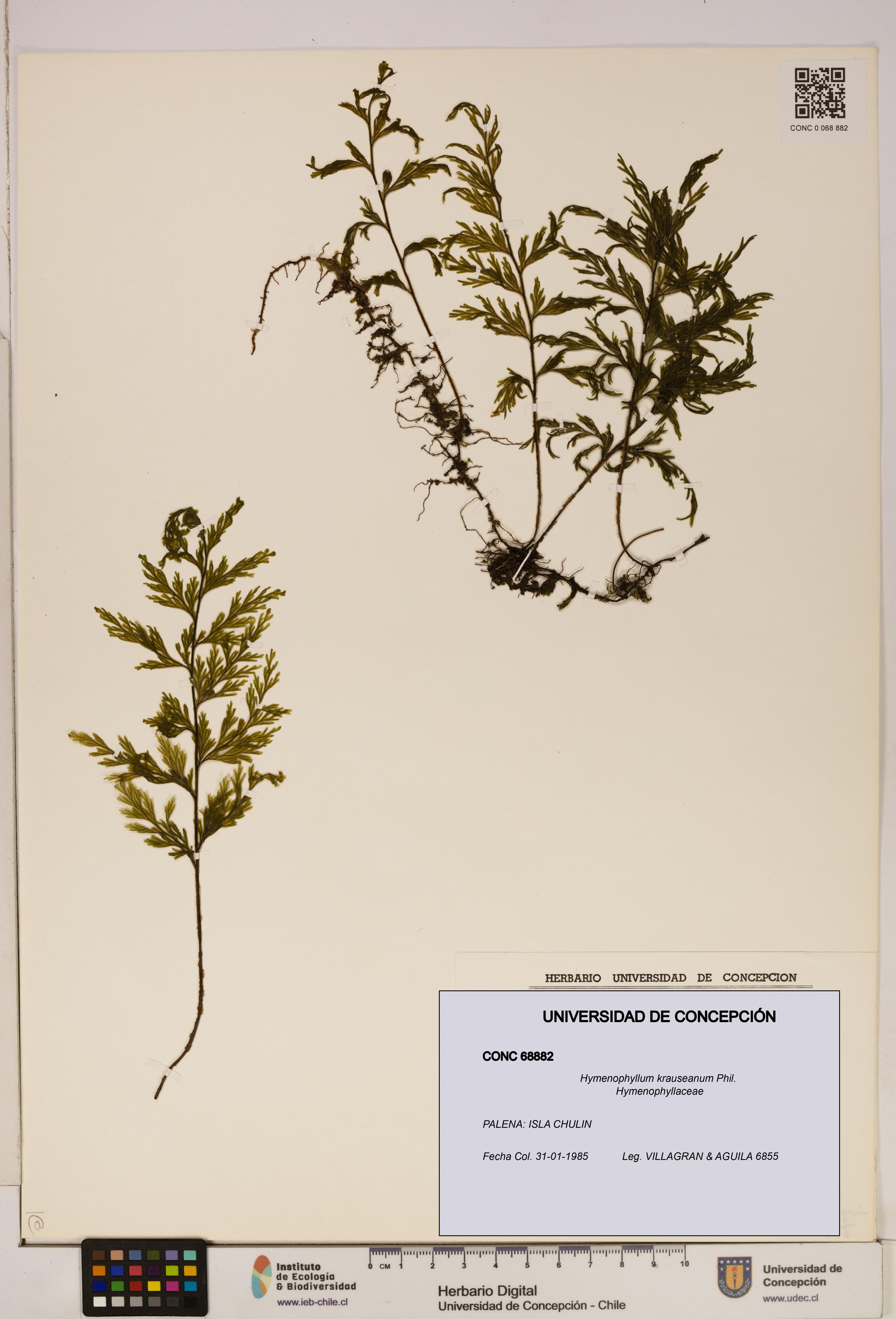 Hymenophyllum krauseanum [Espécimen: ]