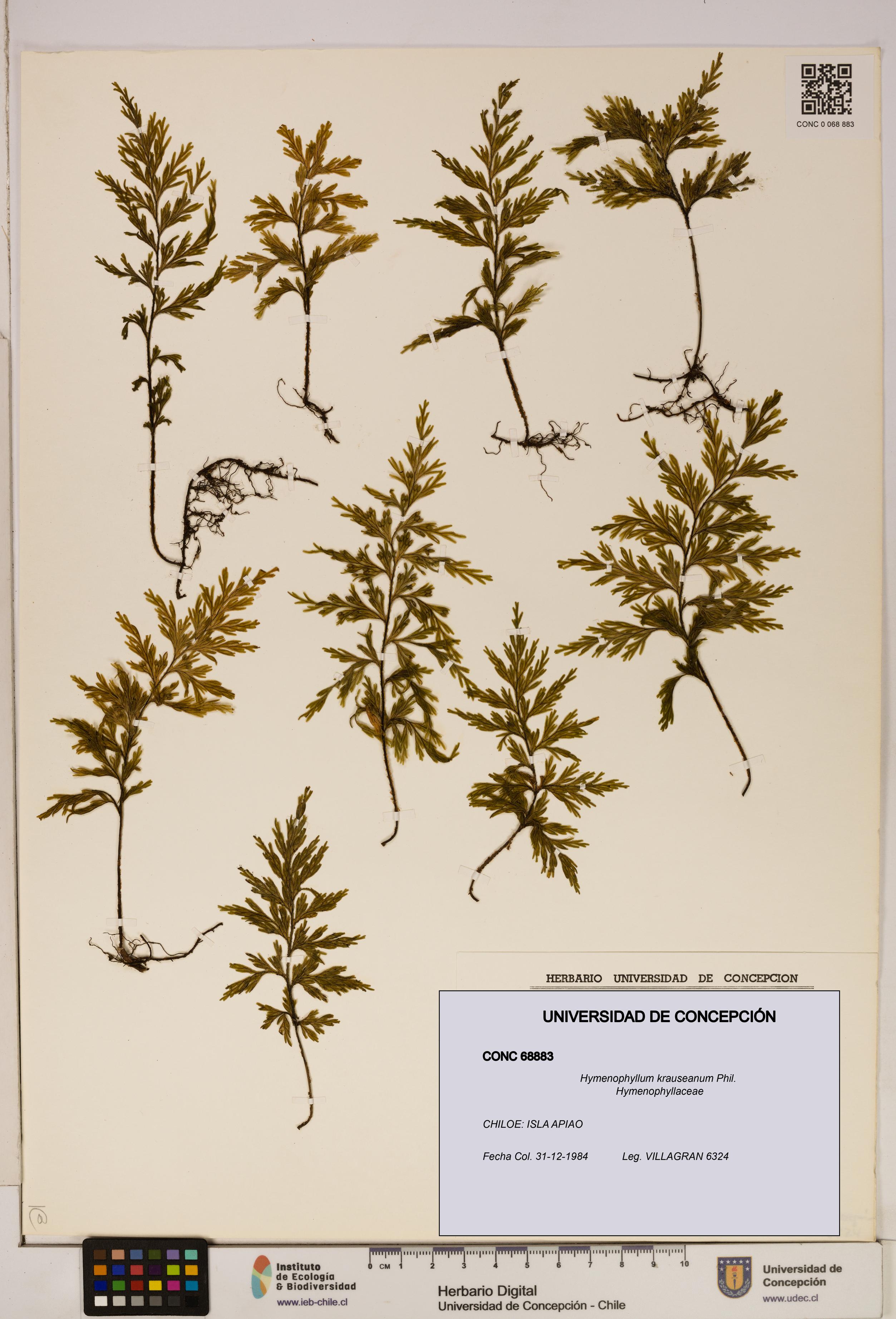 Hymenophyllum krauseanum [Espécimen: ]