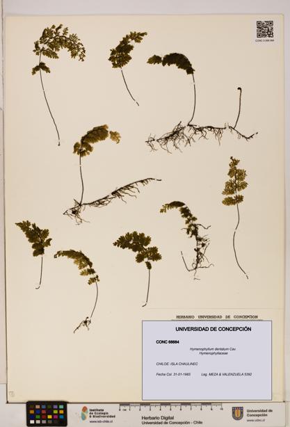 Hymenophyllum dentatum [Espécimen: UDEC:CONC:0068884]