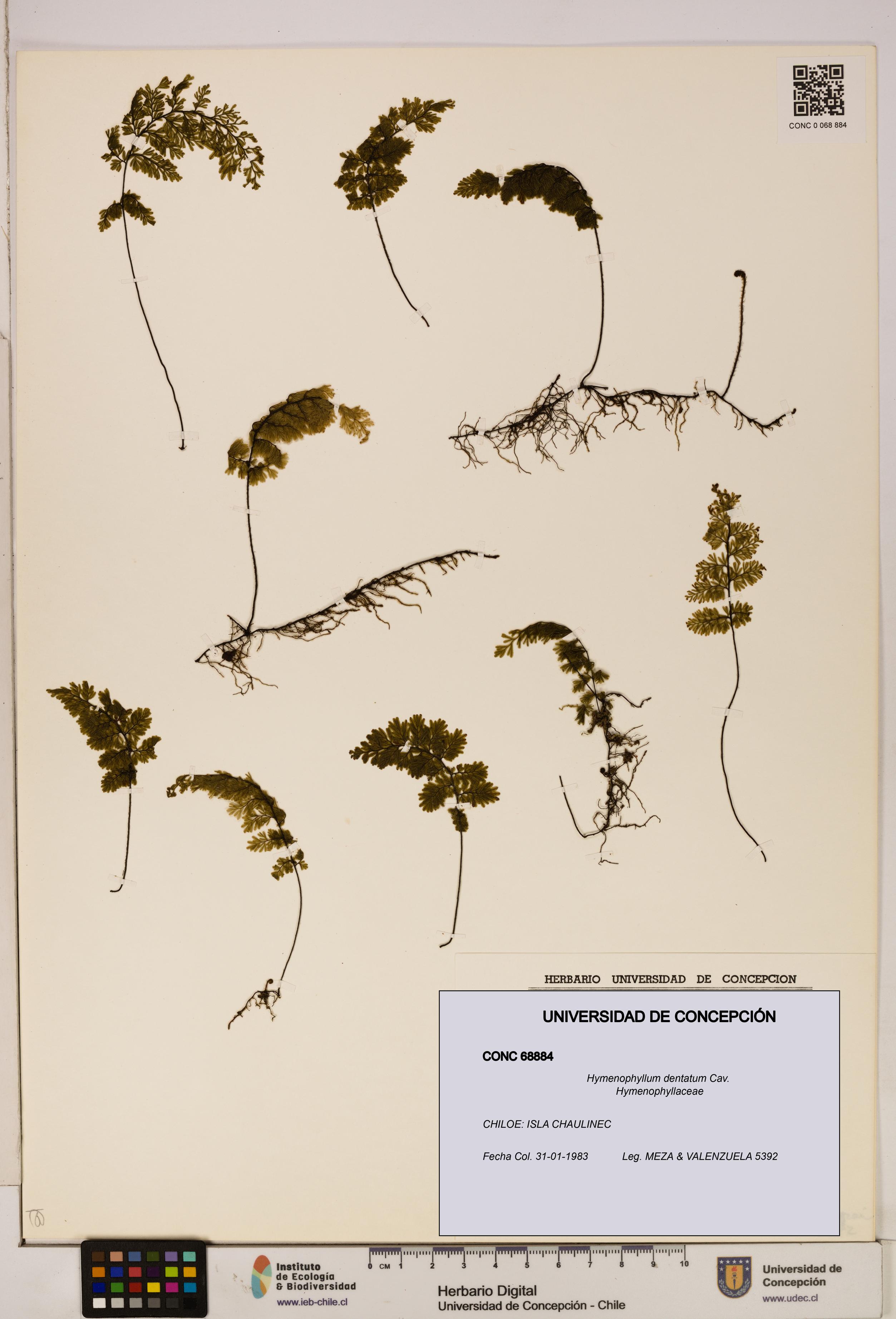 Hymenophyllum dentatum [Espécimen: UDEC:CONC:0068884]